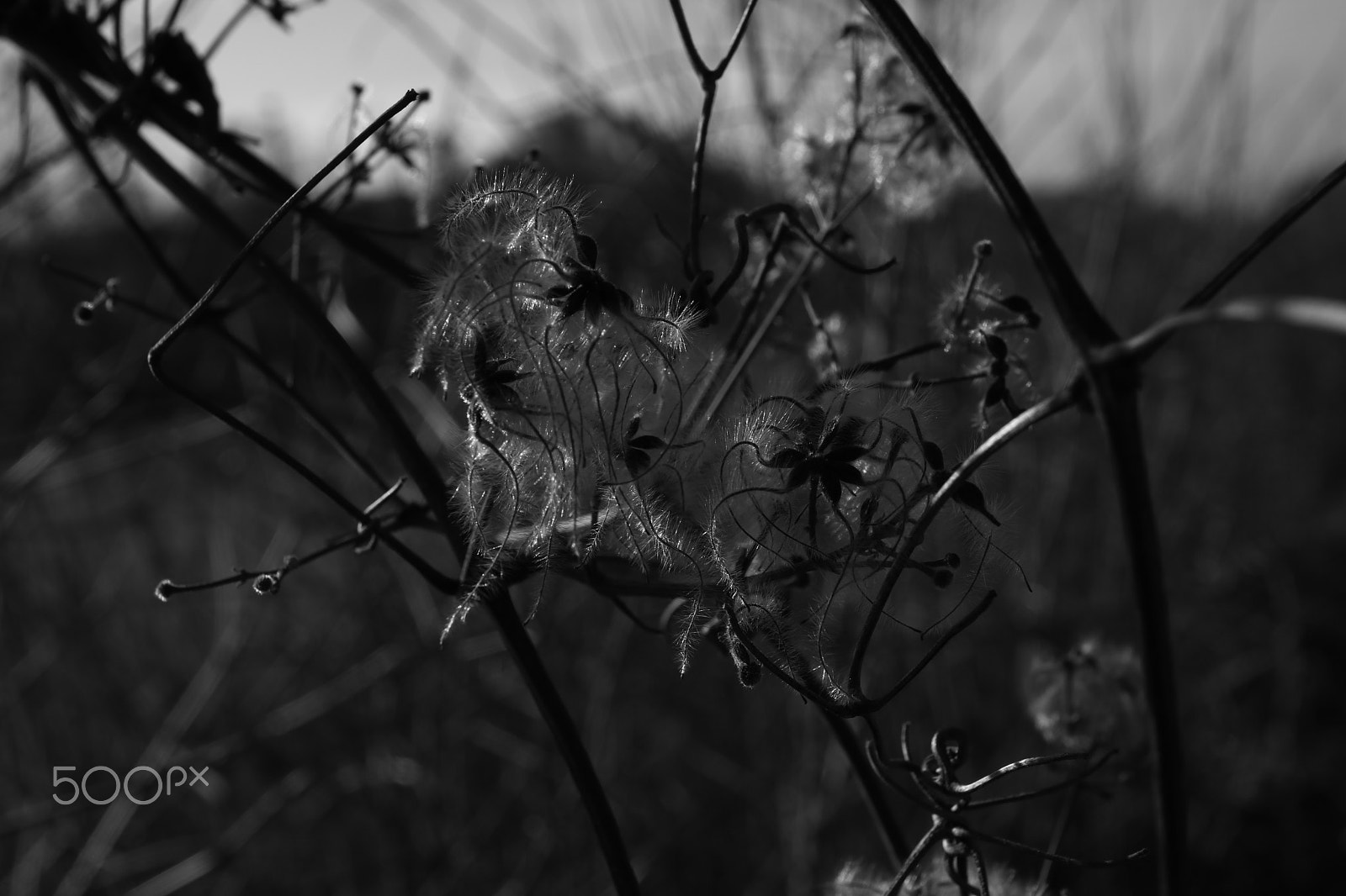 Canon EOS 750D (EOS Rebel T6i / EOS Kiss X8i) + Canon EF 300mm f/2.8L sample photo. Black and white photography