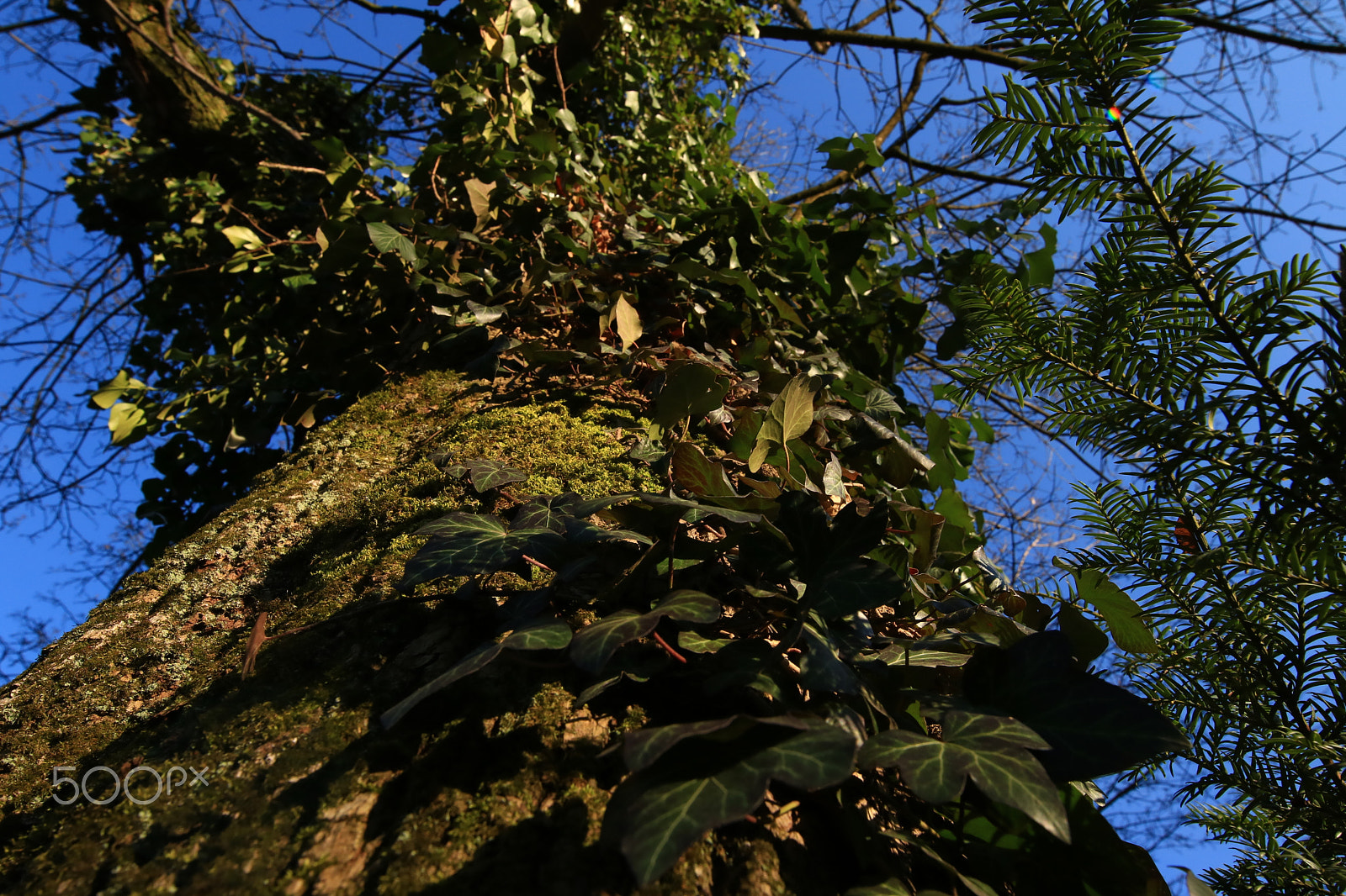 Canon EOS 750D (EOS Rebel T6i / EOS Kiss X8i) + Canon EF 300mm f/2.8L sample photo. The tree2 photography