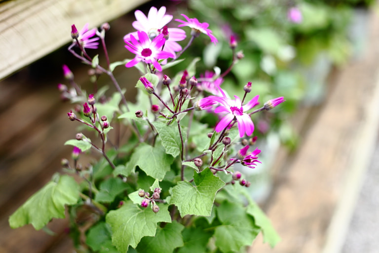 Canon EF 50mm F1.8 II sample photo