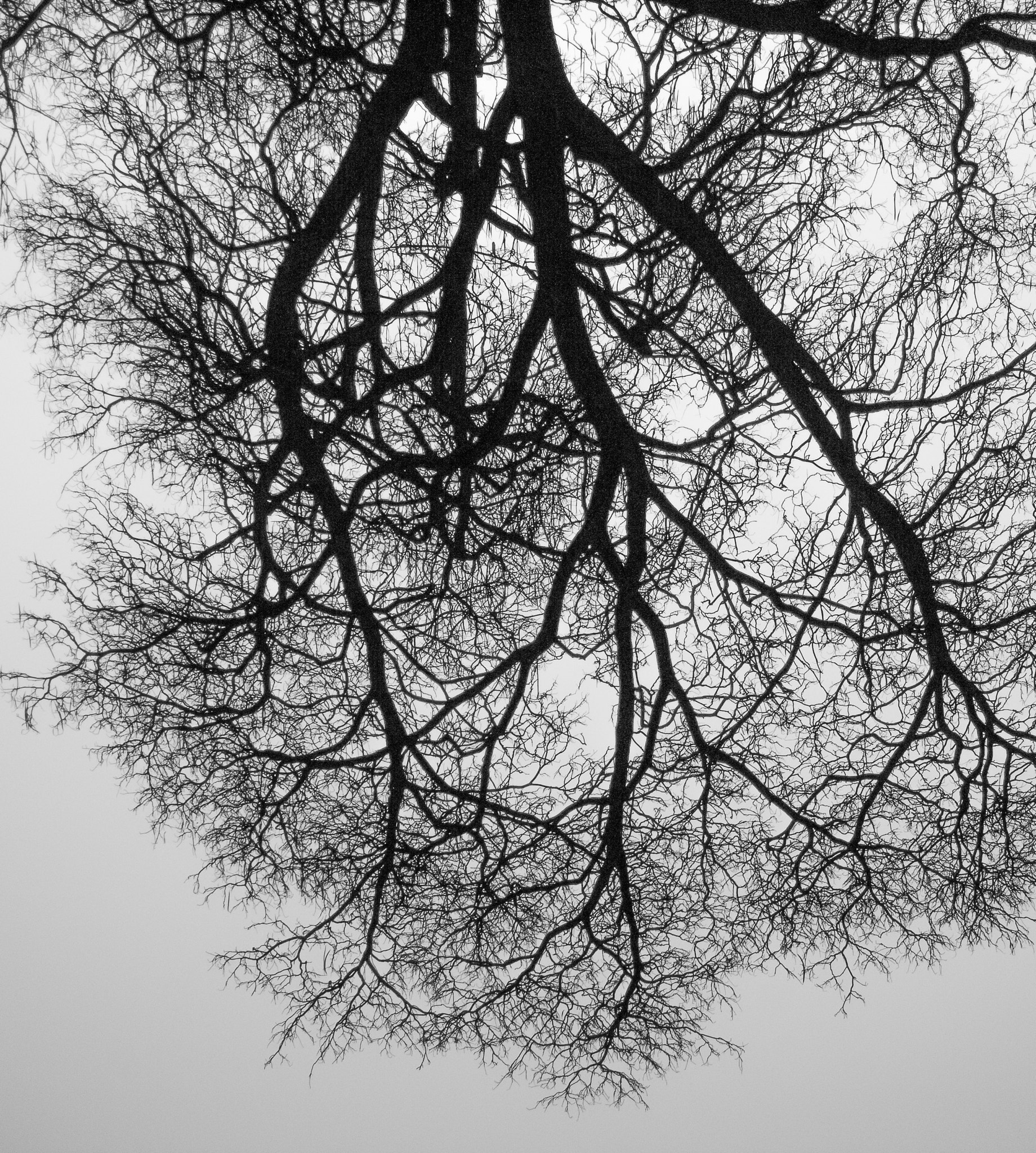 AF Zoom-Nikkor 80-200mm f/2.8 ED sample photo. Bronchi x rays photography