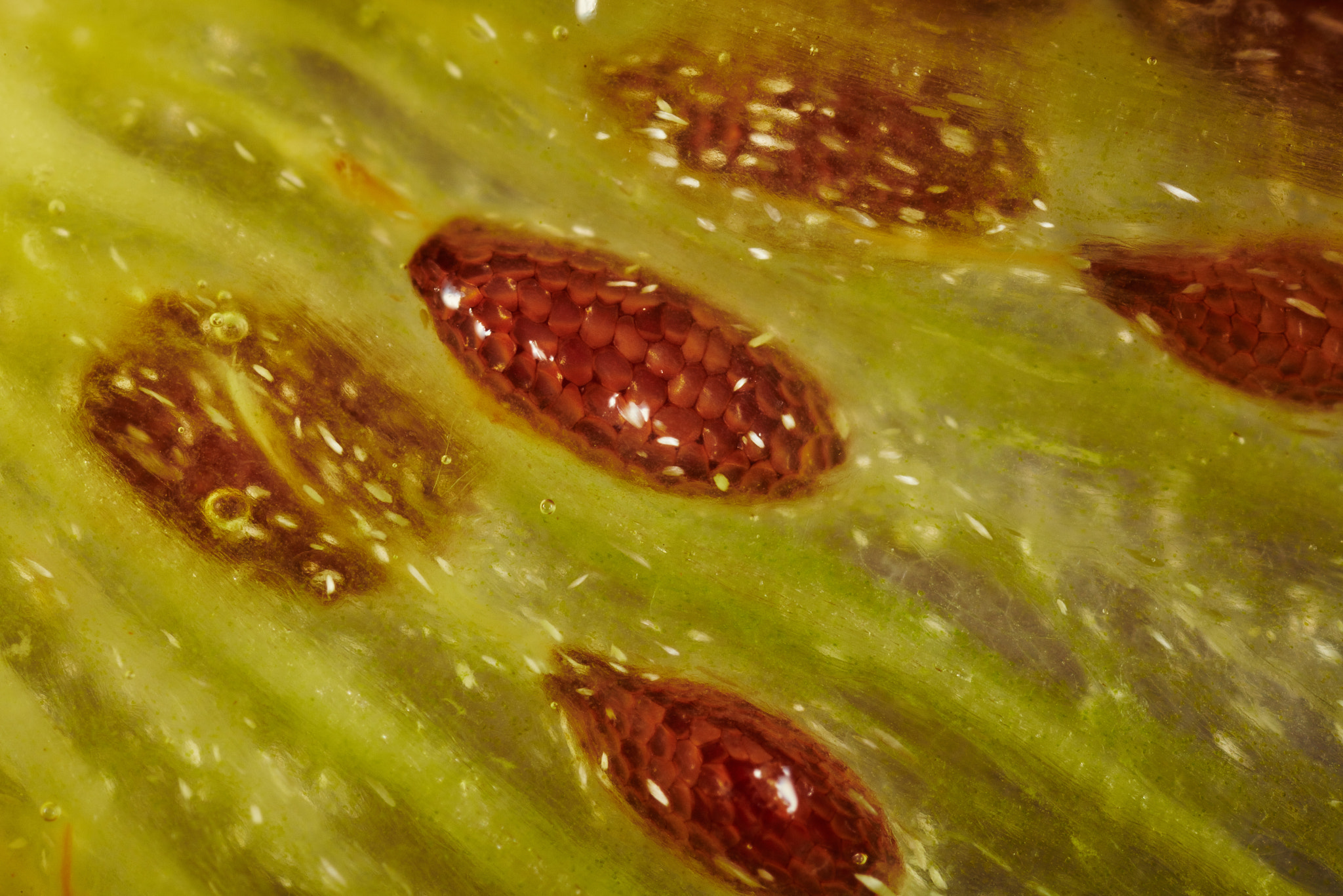 Canon MP-E 65mm F2.5 1-5x Macro Photo sample photo. Kiwi seeds.jpg photography