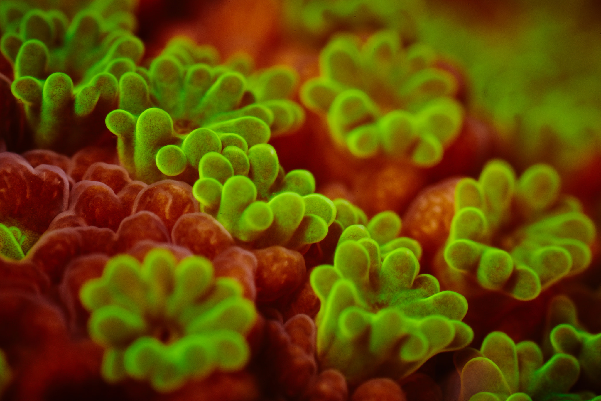 Canon MP-E 65mm F2.5 1-5x Macro Photo sample photo. Montipora coral.jpg photography
