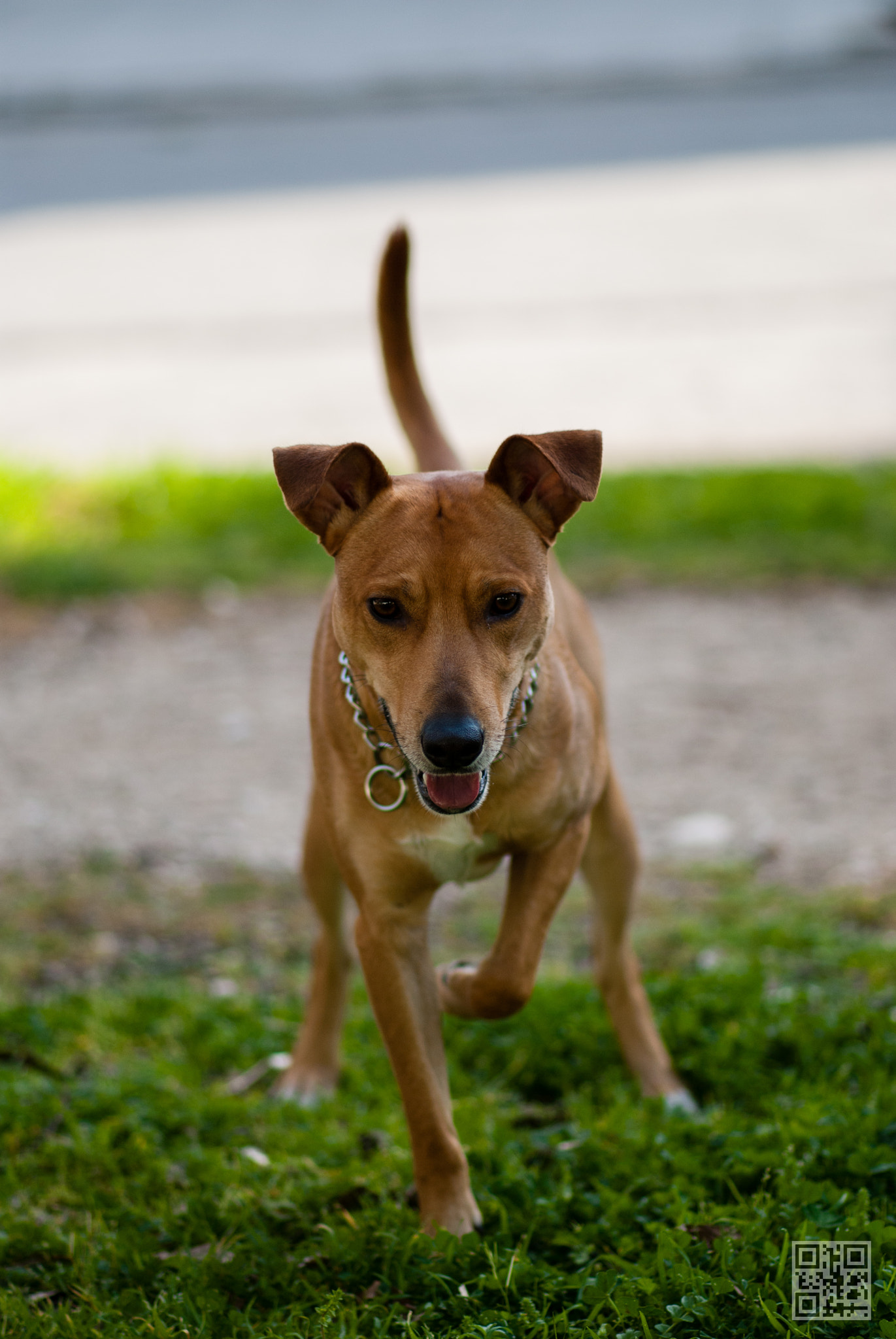 Nikon D60 + Nikon AF-S Nikkor 85mm F1.8G sample photo. My dog xerxes photography