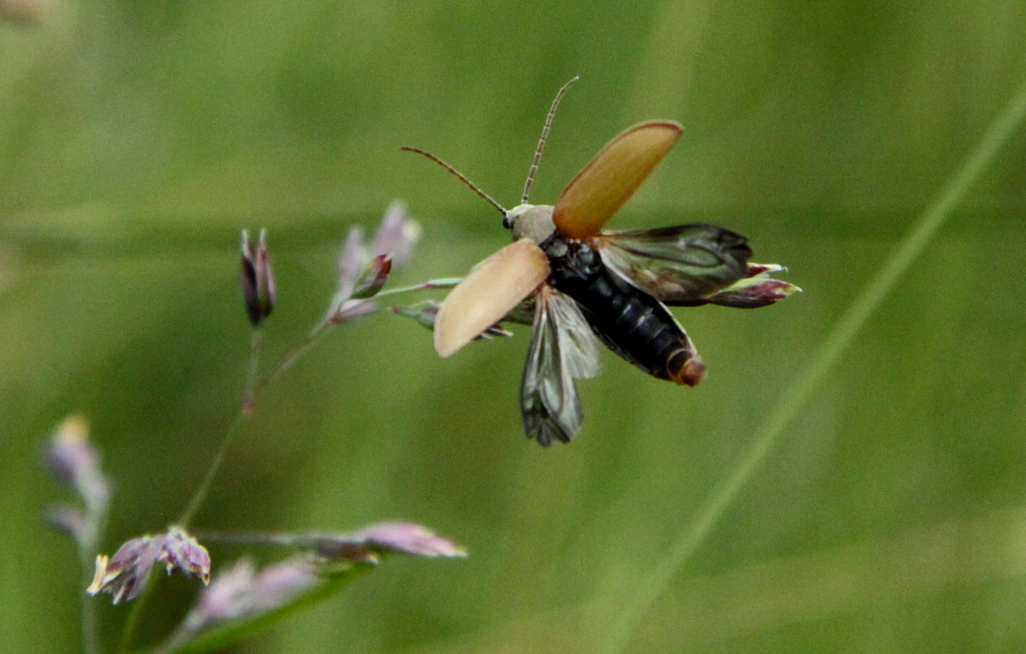 Canon EF-S 17-85mm F4-5.6 IS USM sample photo. Beetle in flight photography