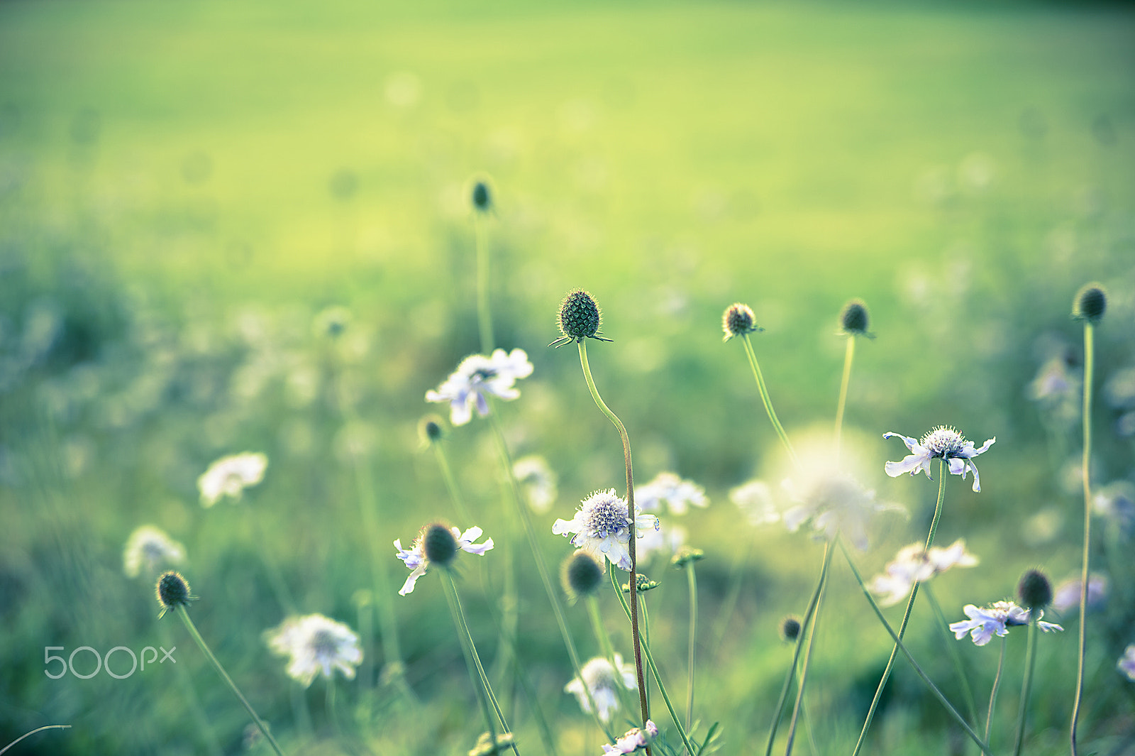 Nikon Df sample photo. Scabiosa photography
