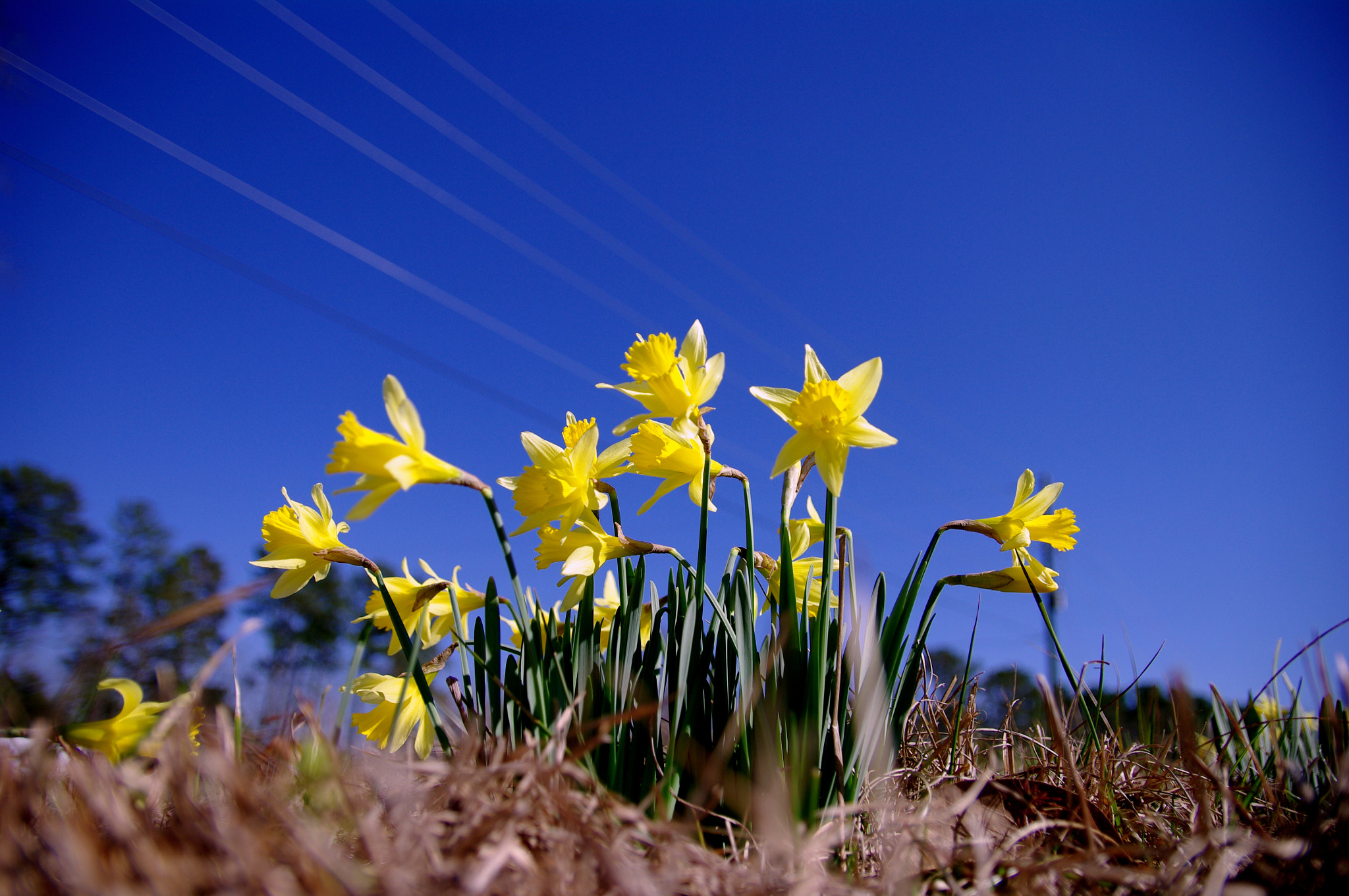 Pentax K20D + Sigma 17-50mm F2.8 EX DC HSM sample photo. Flower power photography