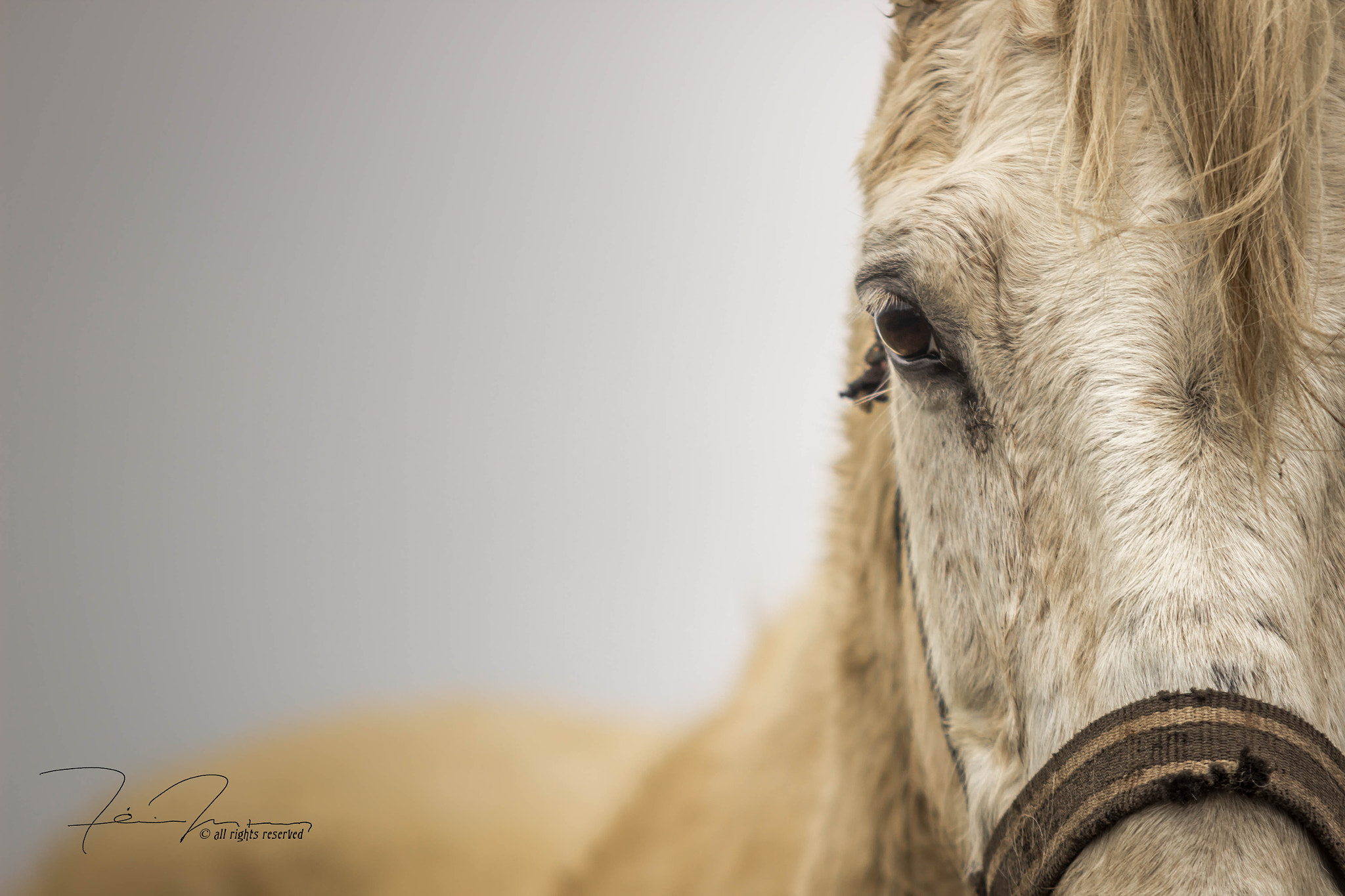 Sigma 70-200mm F2.8 EX DG OS HSM sample photo. Thoughtful... photography