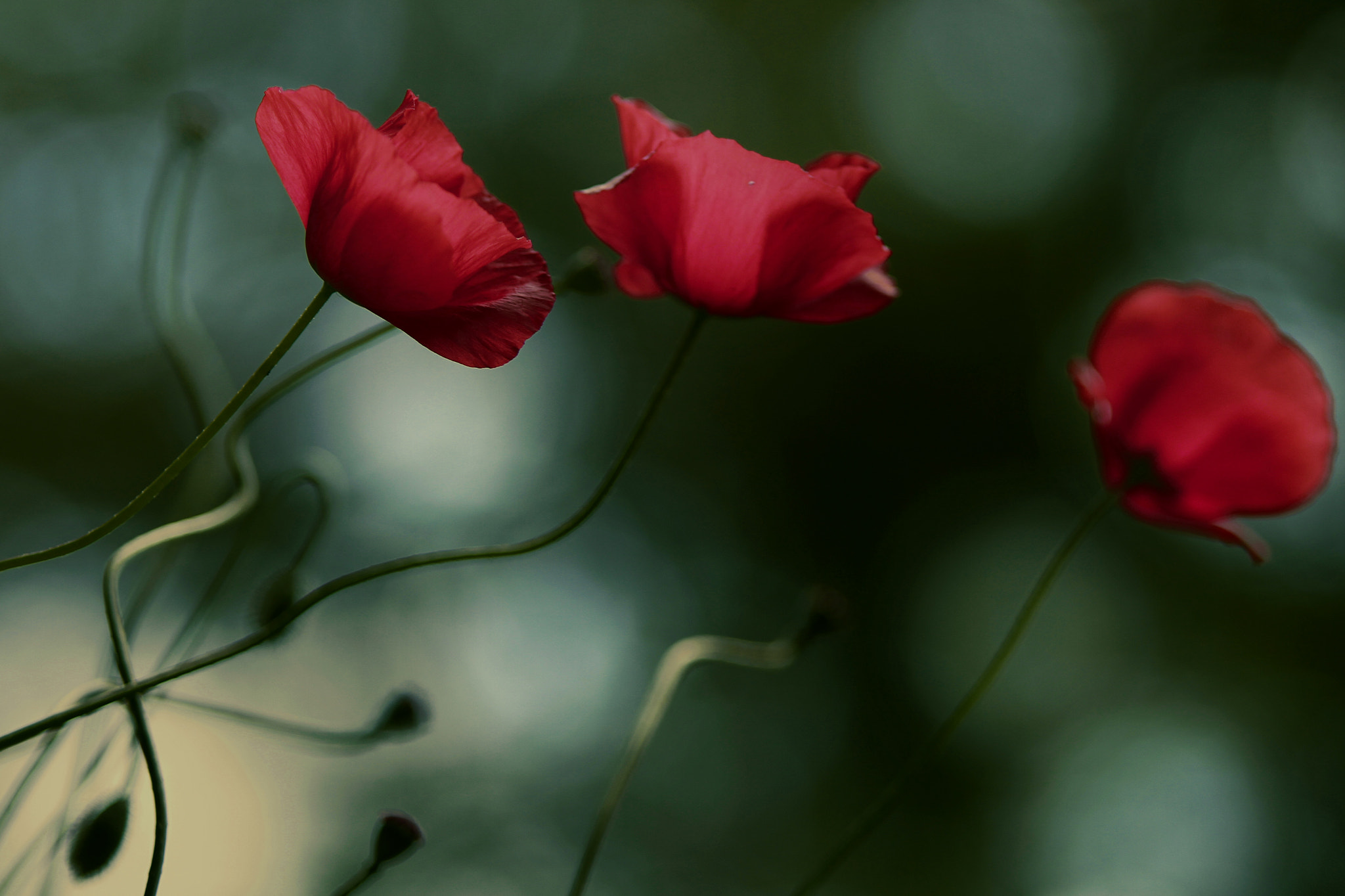 Canon EOS 7D + Tamron SP AF 70-200mm F2.8 Di LD (IF) MACRO sample photo. Poppies photography