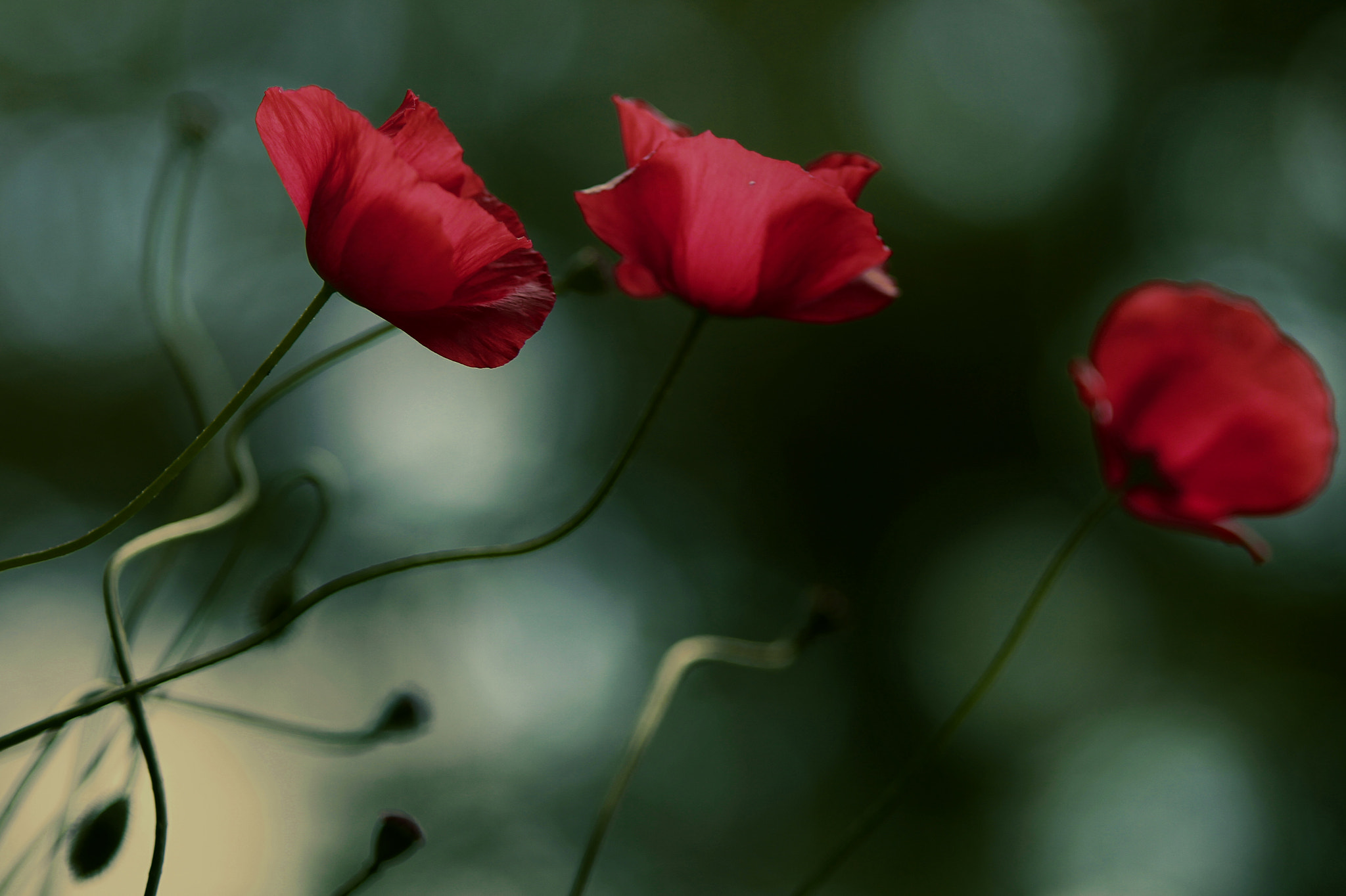 Tamron SP AF 70-200mm F2.8 Di LD (IF) MACRO sample photo. Poppies photography