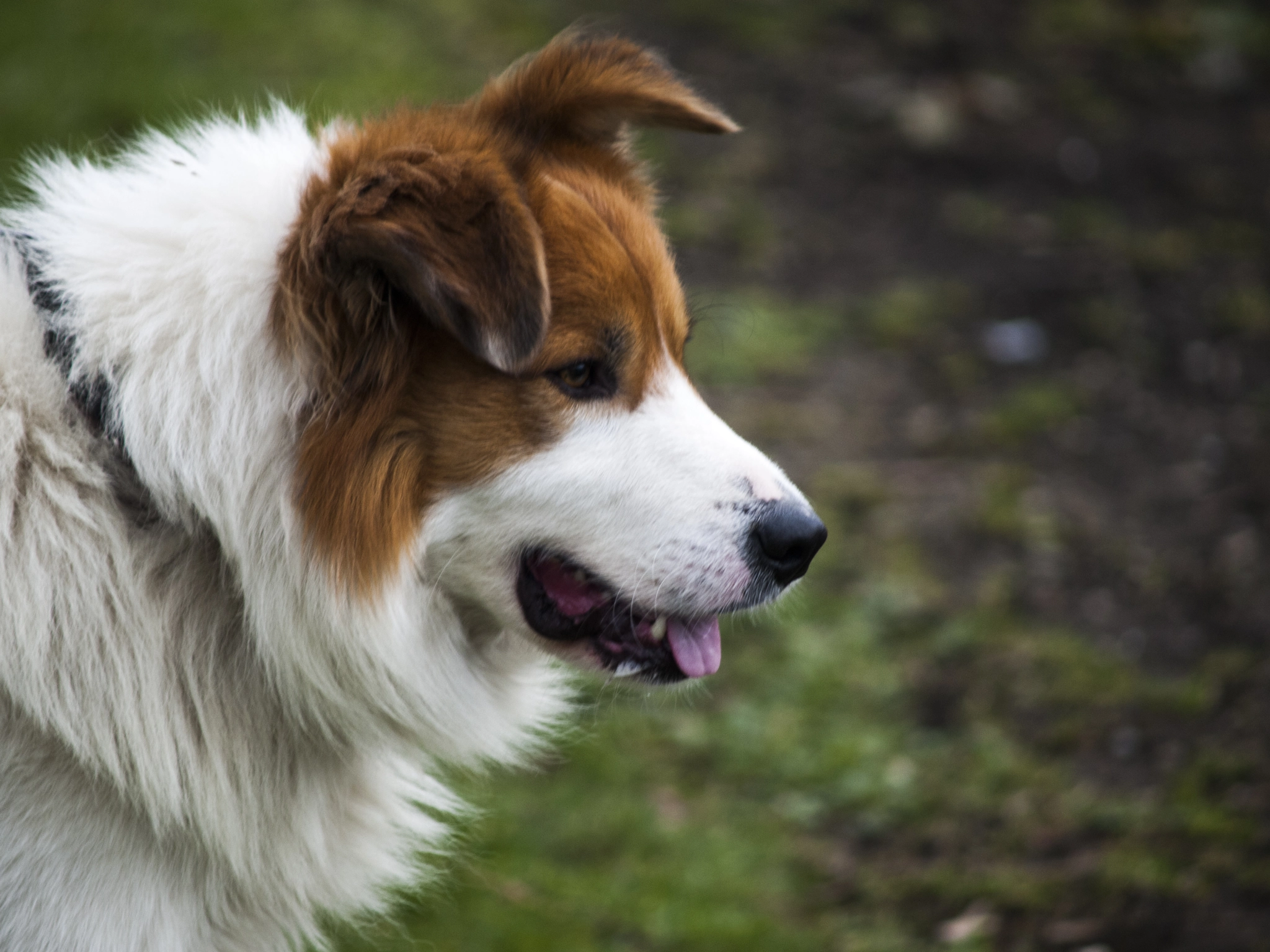 Olympus E-450 (EVOLT E-450) sample photo. Dog.jpg photography