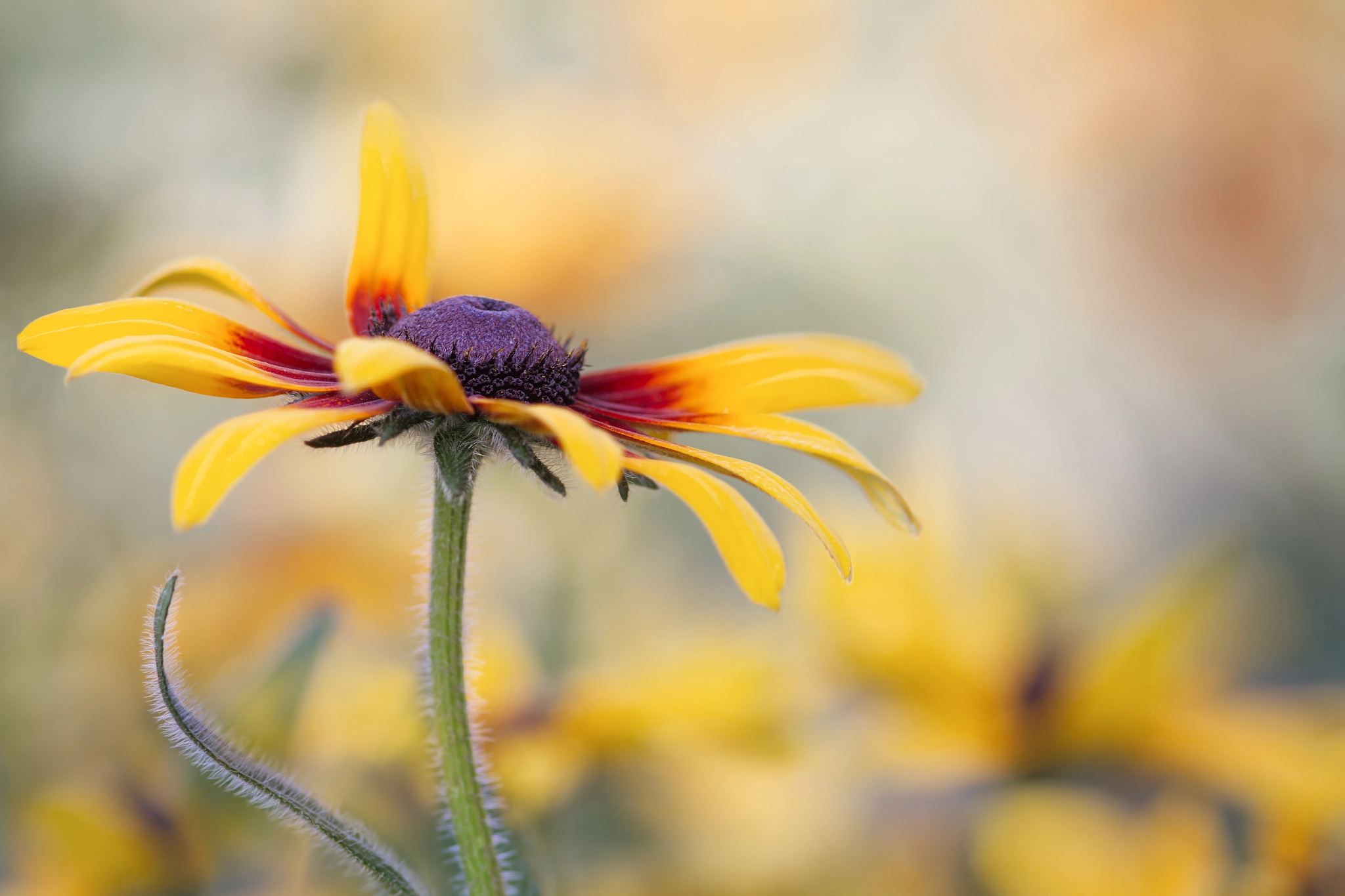 Canon EOS 7D + Sigma 105mm F2.8 EX DG Macro sample photo. Rudbeckia photography