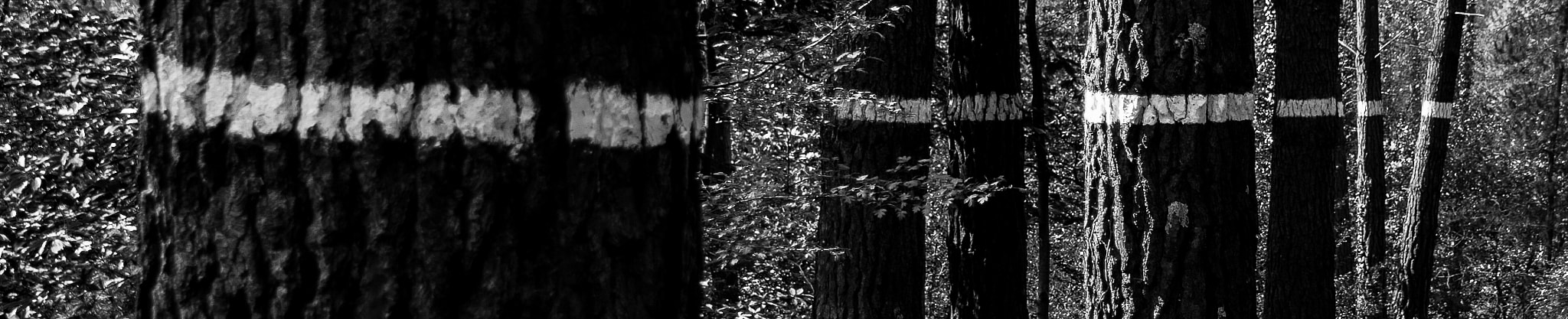 Canon EOS 400D (EOS Digital Rebel XTi / EOS Kiss Digital X) sample photo. A nivel photography