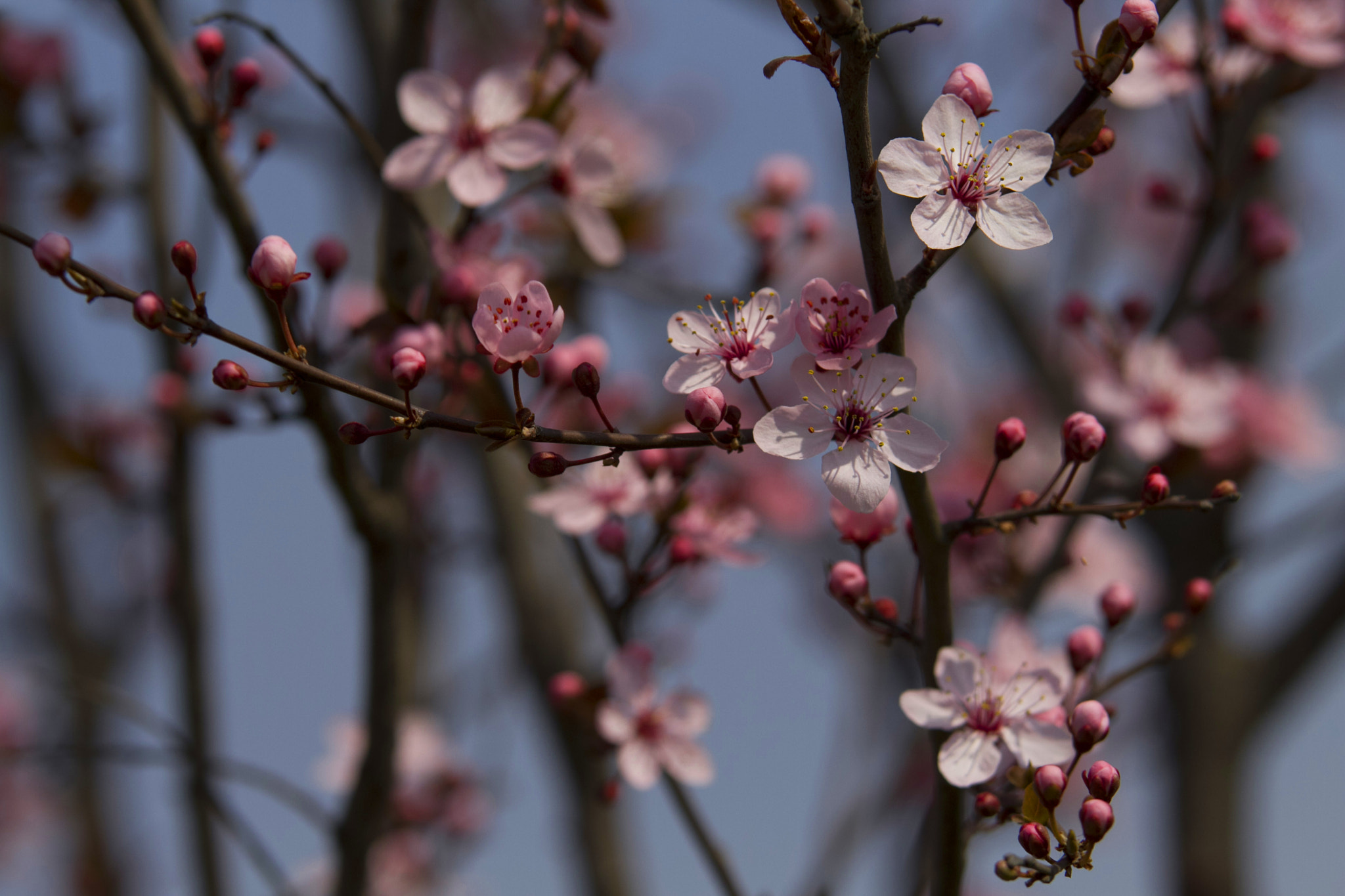 Tamron SP AF 70-200mm F2.8 Di LD (IF) MACRO sample photo. Cherry blossoms photography