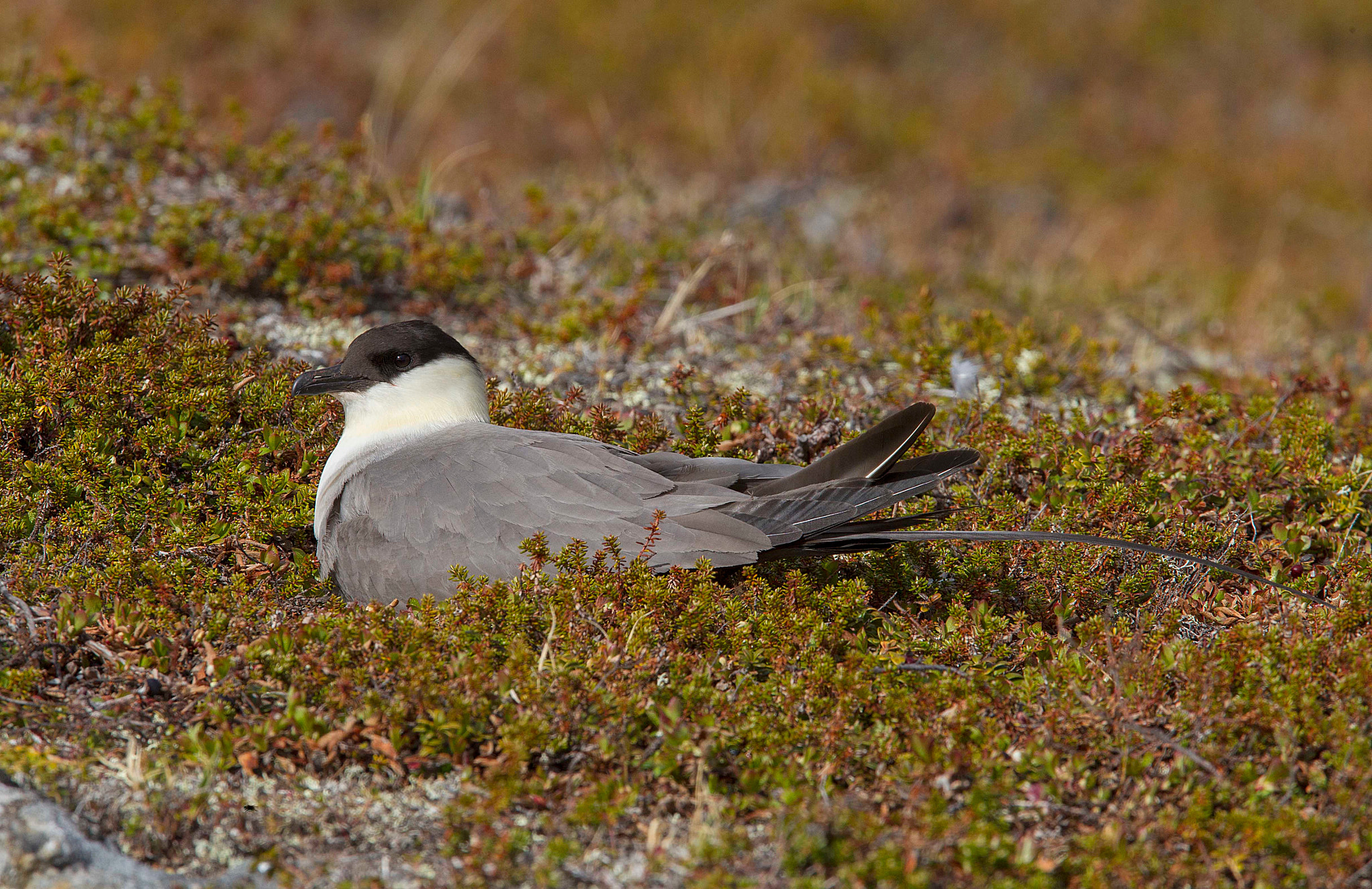 Canon EF 300mm F2.8L IS USM sample photo. Long tailed skua on nest in lapland , arctic circle photography