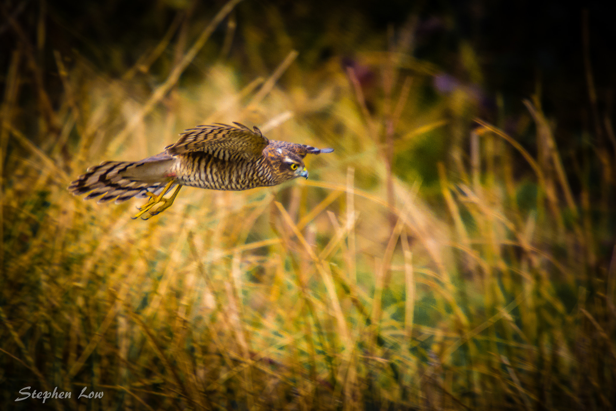 Sigma 50-500mm F4-6.3 EX APO RF HSM sample photo. Sparrowhawk photography
