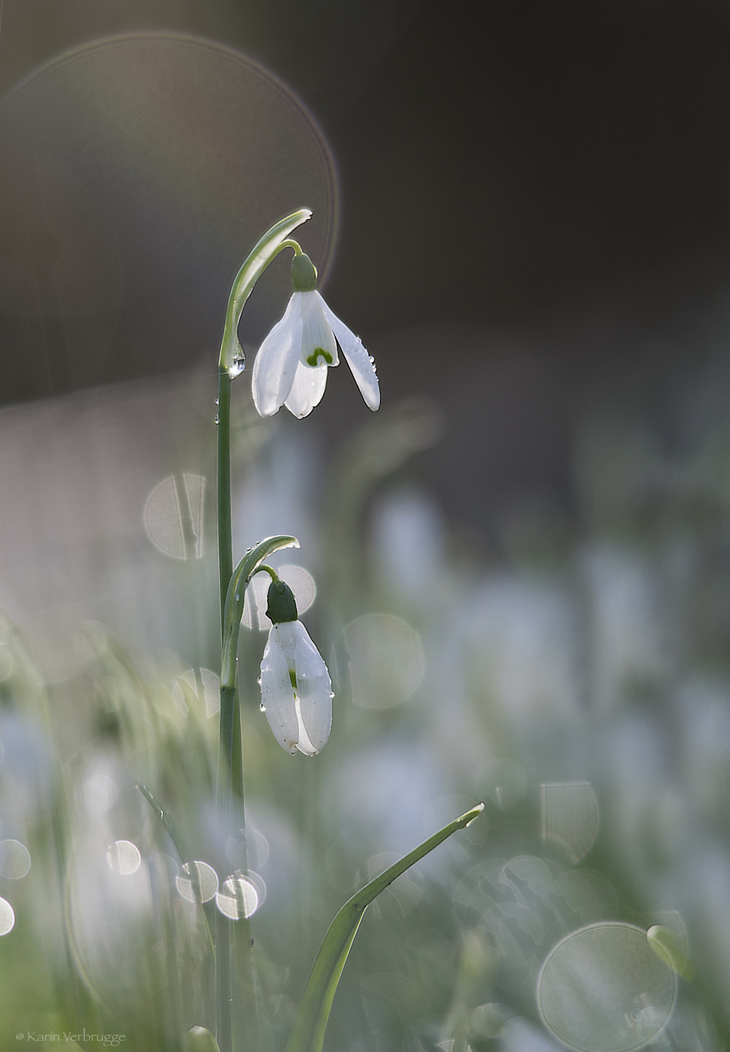 Sigma 120-400mm F4.5-5.6 DG OS HSM sample photo. Snowdrops in morning light photography