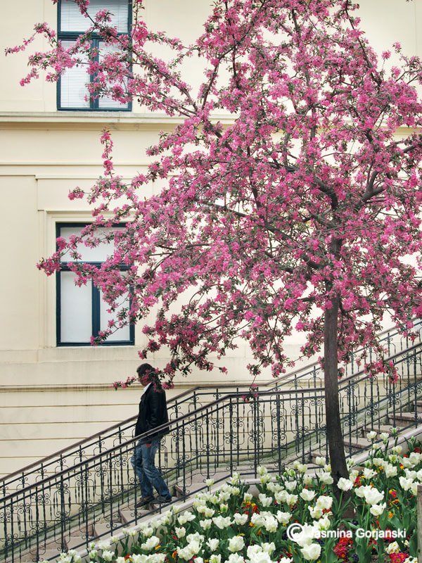 Olympus Zuiko Digital ED 40-150mm F4.0-5.6 sample photo. Somehow the spring photography