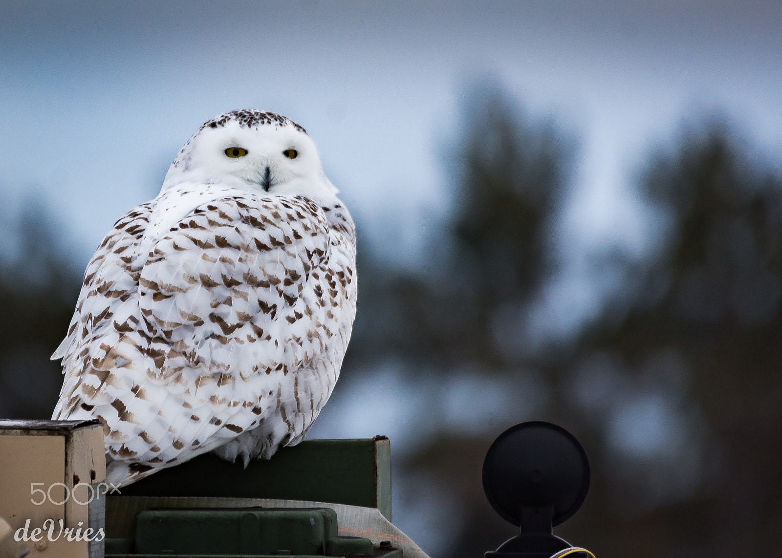 Sigma 120-400mm F4.5-5.6 DG OS HSM sample photo. I am in awe . . . photography