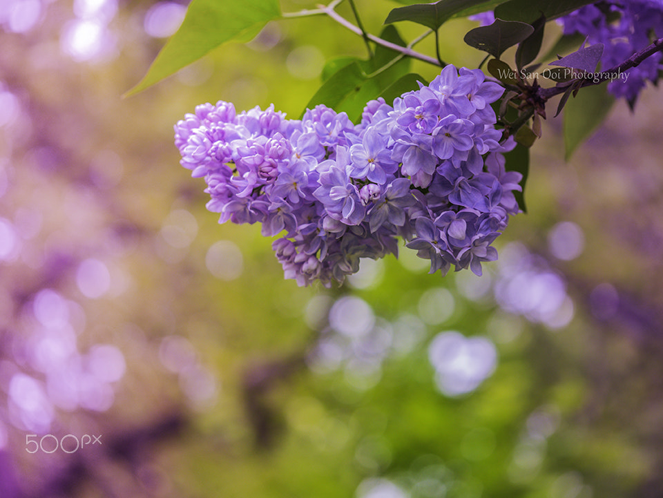 Panasonic Leica DG Macro-Elmarit 45mm F2.8 ASPH OIS sample photo. Lilac 02 photography