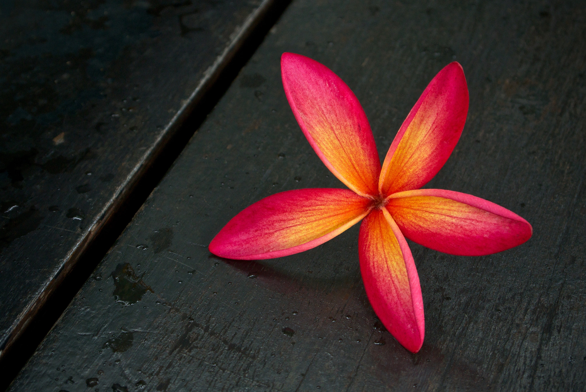 Nikon 1 J2 sample photo. Park bench + flower photography