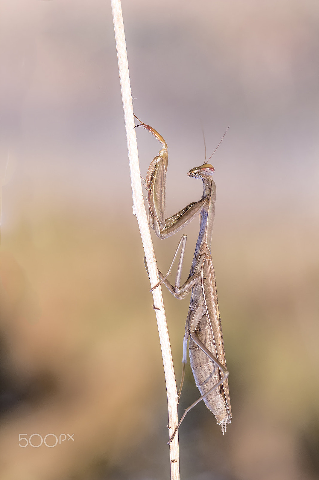 Sigma 105mm F2.8 EX DG Macro sample photo. Mantis religiosa photography
