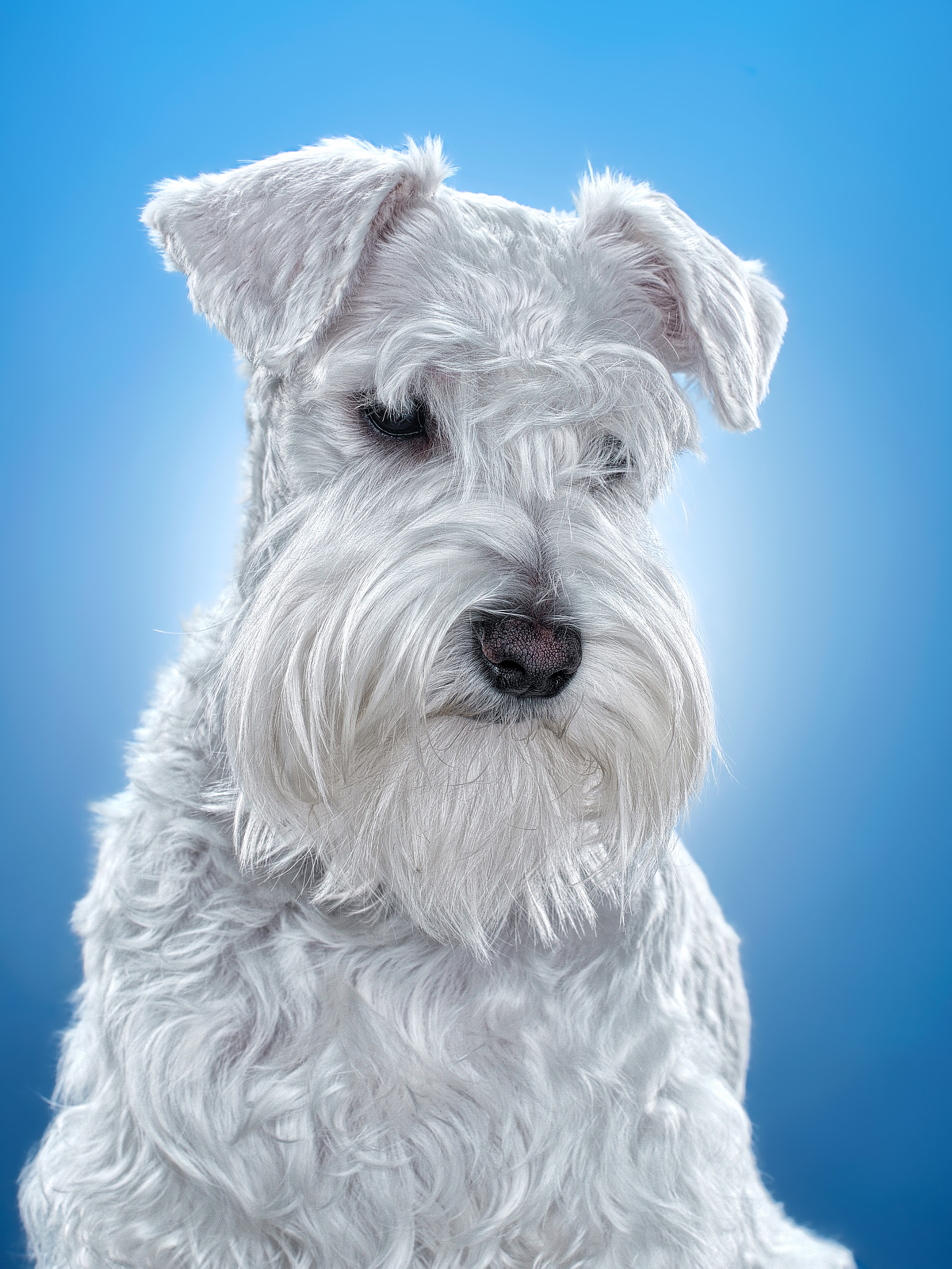 Nikon D3X + Sigma 85mm F1.4 EX DG HSM sample photo. White miniature schnauzer photography