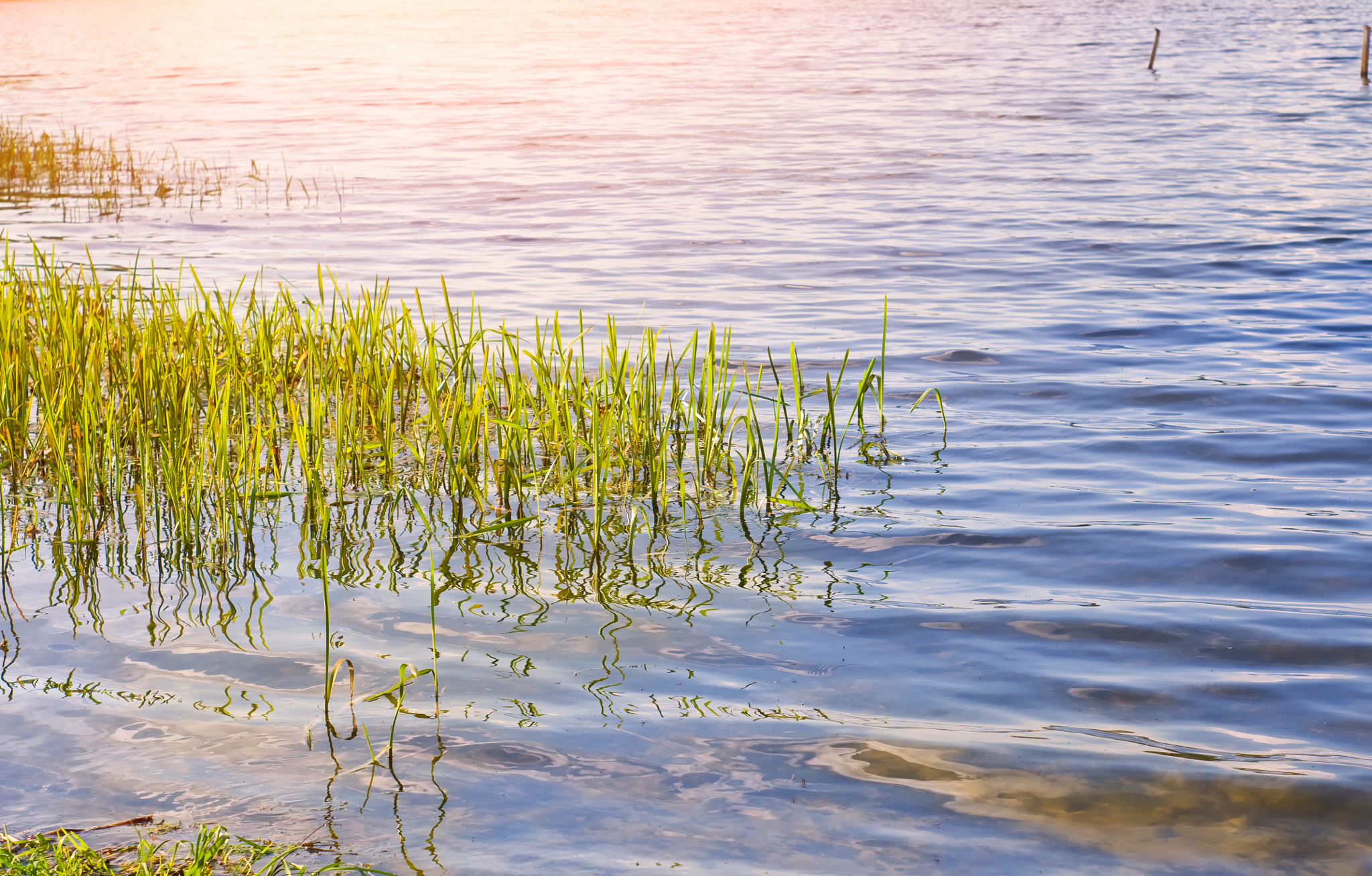 Pentax K-x + A Series Lens sample photo. Green grass in water of lake photography