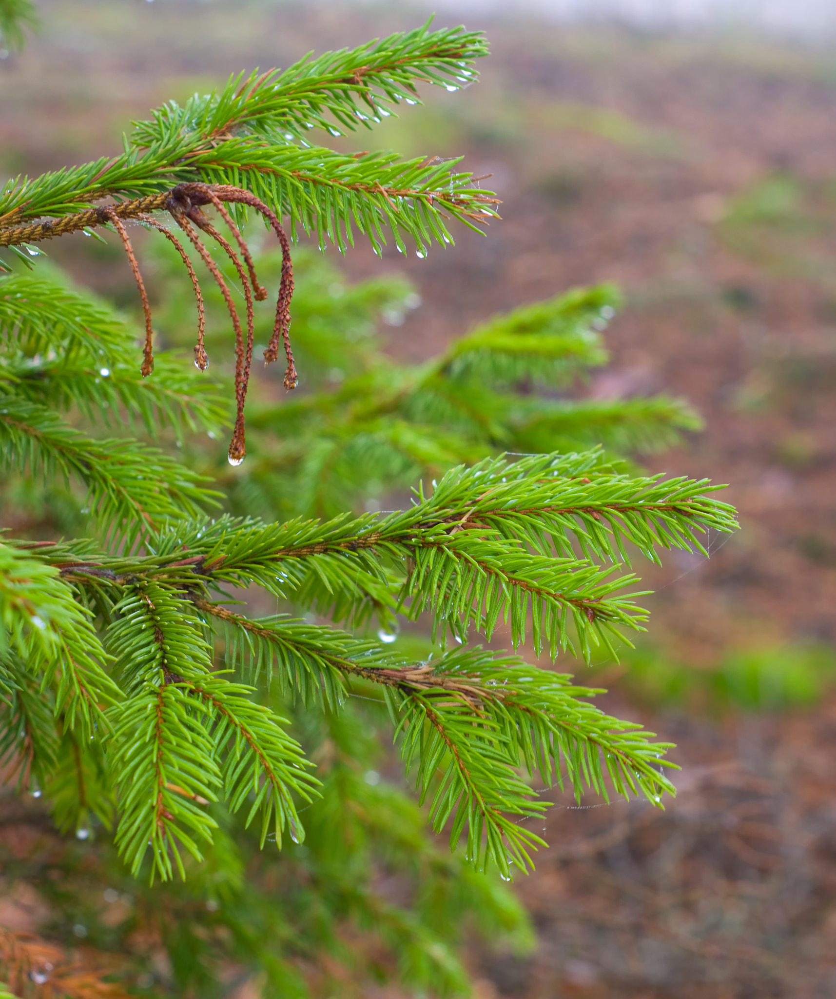 Pentax K-x + A Series Lens sample photo. Branch of green spruce in drops water photography