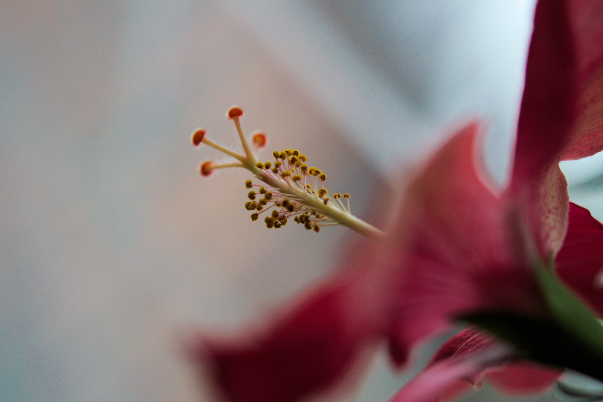 Nikon AF-S Micro-Nikkor 60mm F2.8G ED sample photo. Hibiscus close-up photography