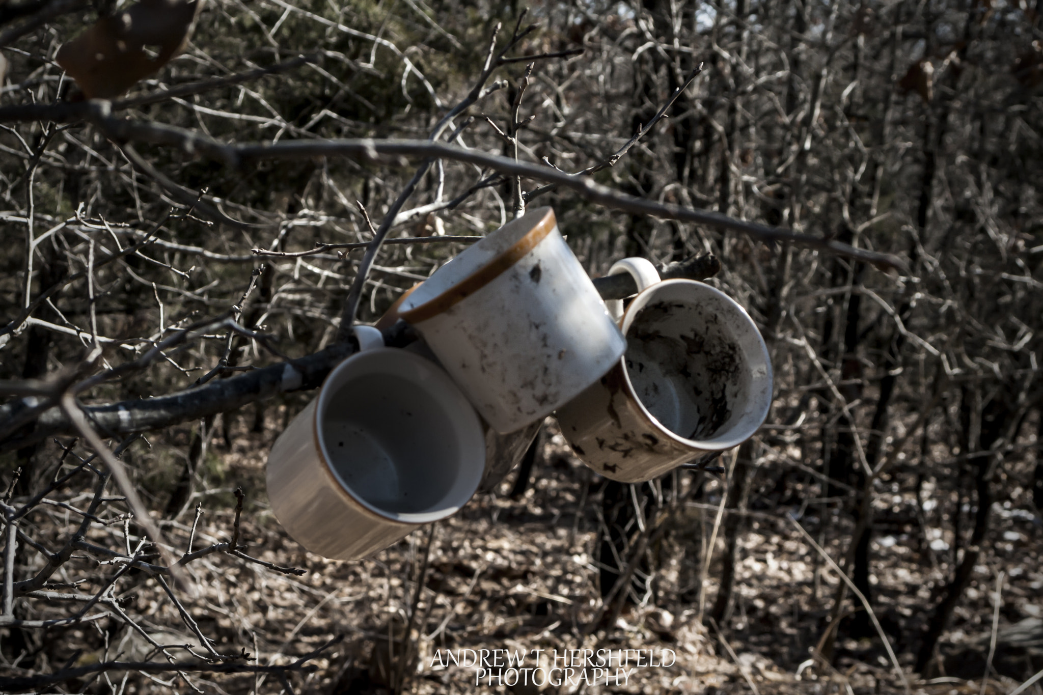 Canon EF 28-80mm f/3.5-5.6 sample photo. Cups in a tree photography