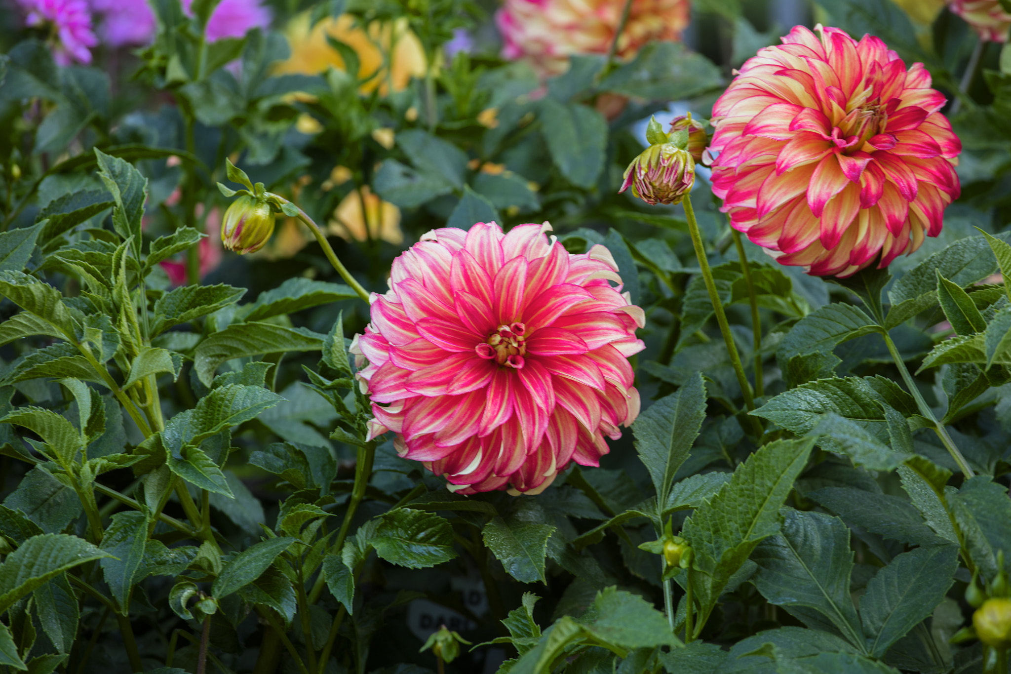 Canon EOS 5DS + Canon EF 70-200mm F4L USM sample photo. Two dahlias photography