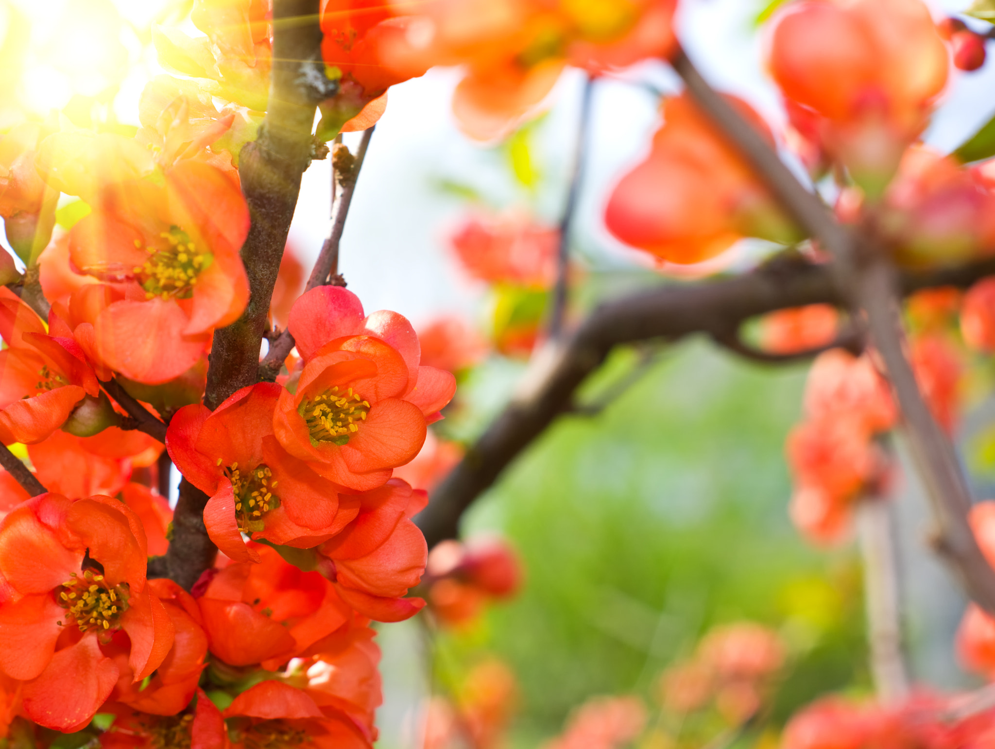 Pentax K-x + A Series Lens sample photo. Flowering quince in the garden photography