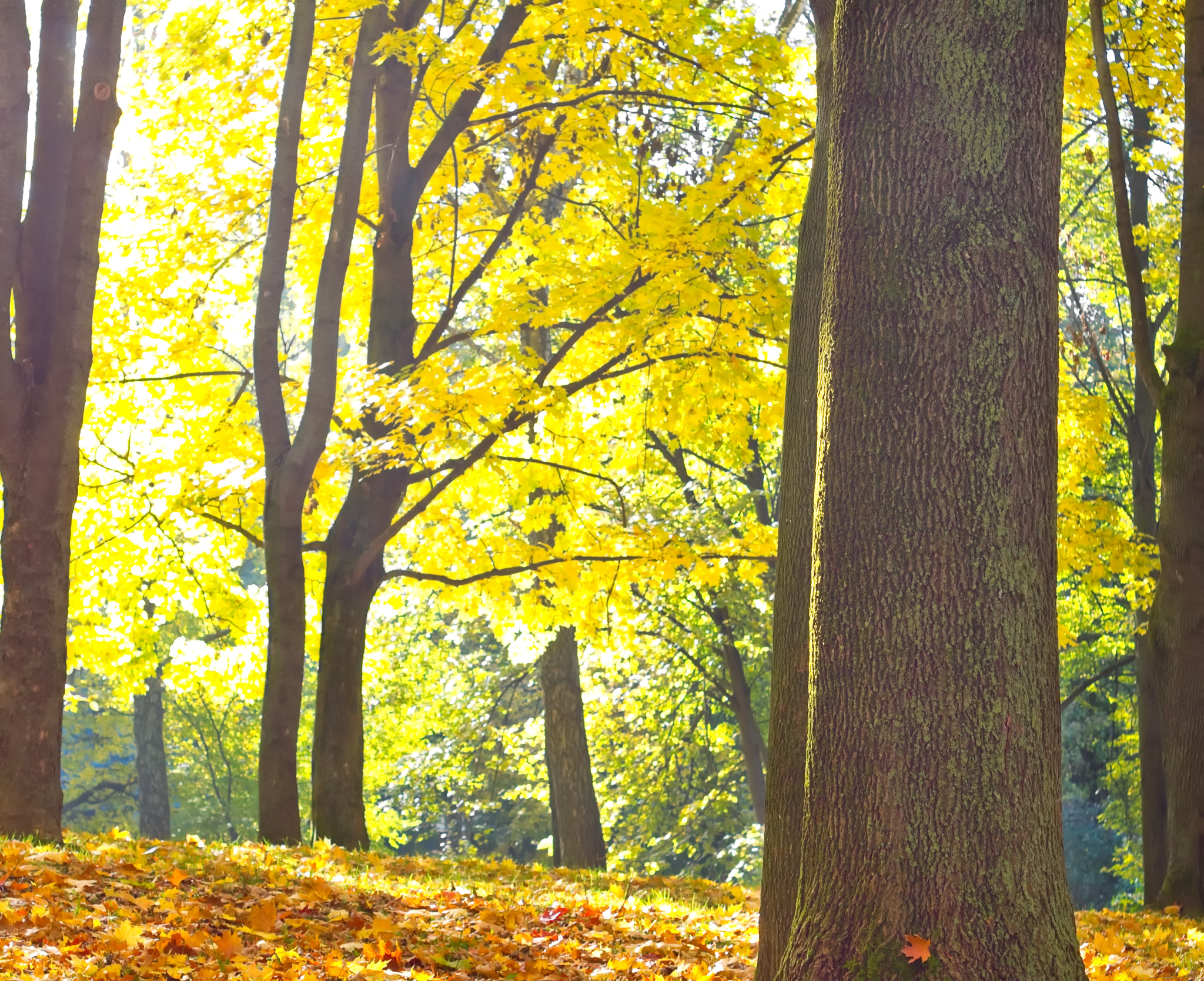 Pentax K-x + A Series Lens sample photo. Sunbeams pour into the autumn park photography