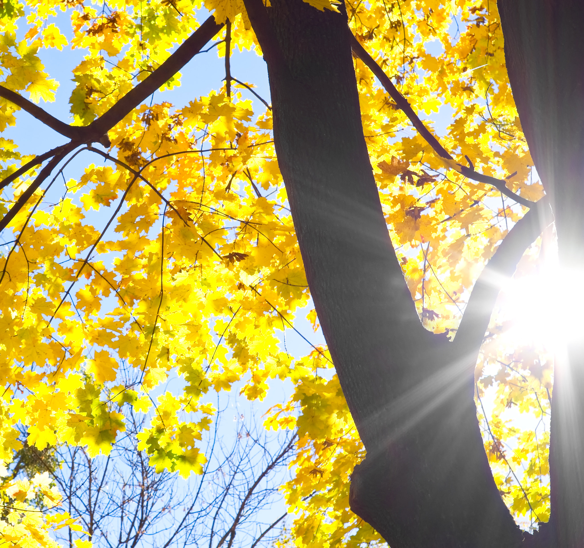 Pentax K-x + A Series Lens sample photo. Silhouette of the tree against the sun photography