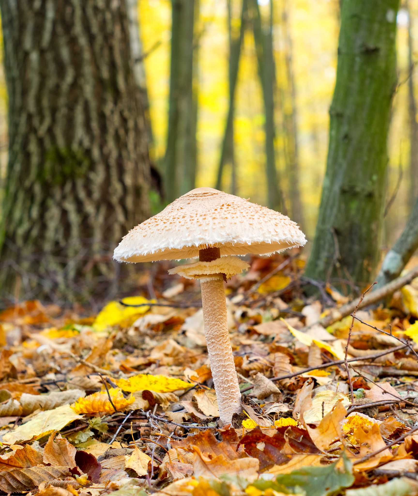 Pentax K-x + A Series Lens sample photo. Parasol mushroom (macrolepiota procera) in the autumn forest photography