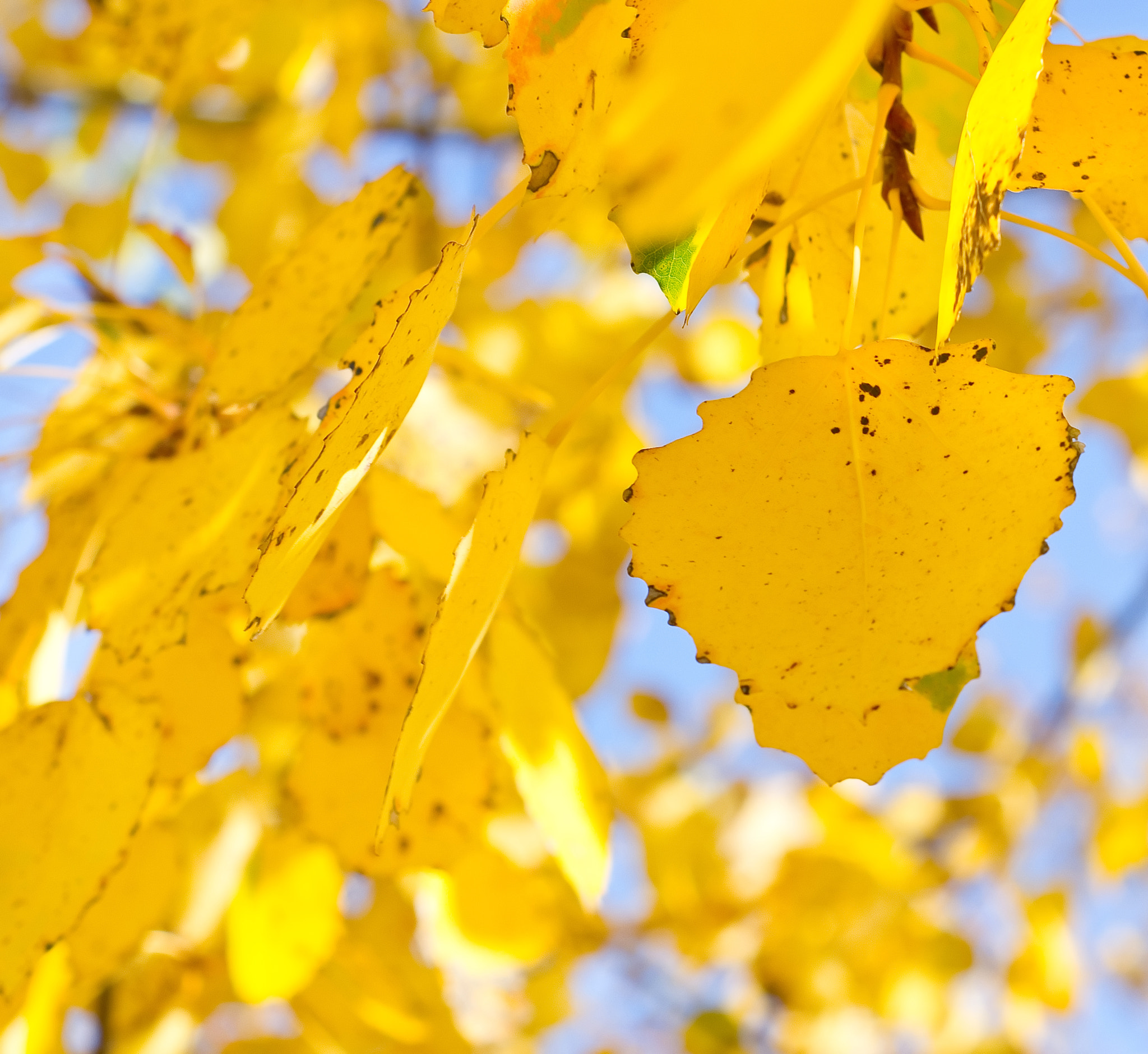 Pentax K-x + A Series Lens sample photo. A branch of poplar with yellow leaves photography