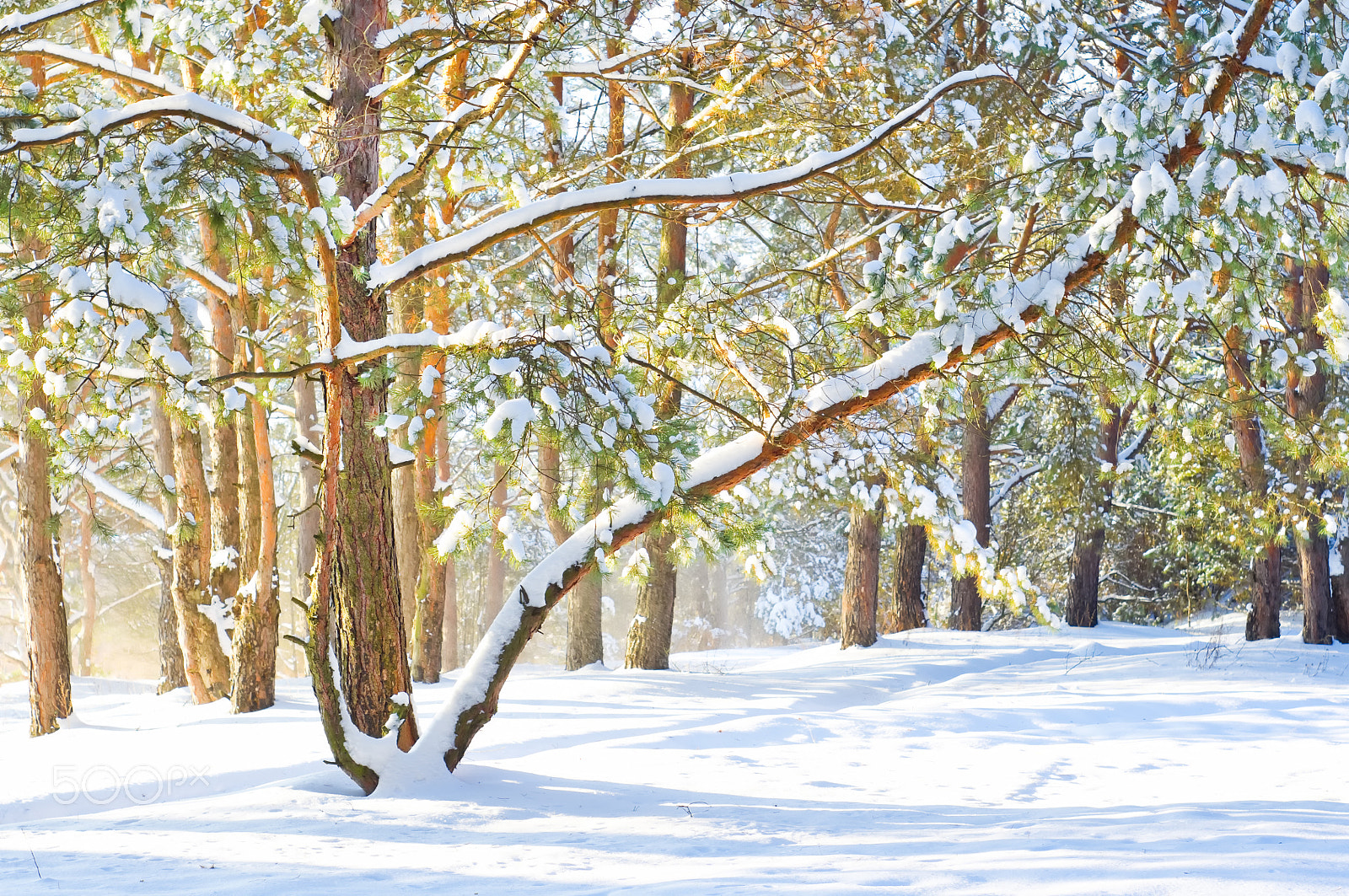 Pentax K-x + A Series Lens sample photo. Winter landscape. pine forest covered with snow photography