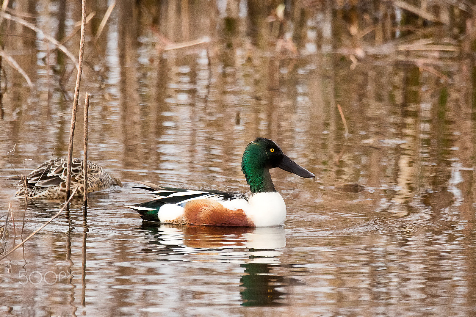 Sigma 150-600mm F5-6.3 DG OS HSM | C sample photo. Northern shoveler photography
