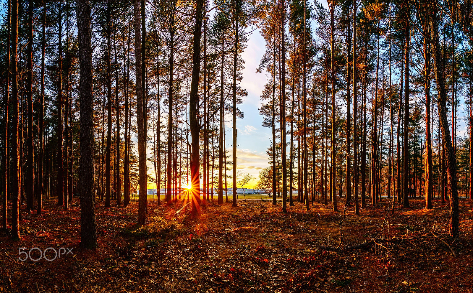 Sony a7R II + Canon EF 300mm f/2.8L sample photo. Sunset in the woods photography