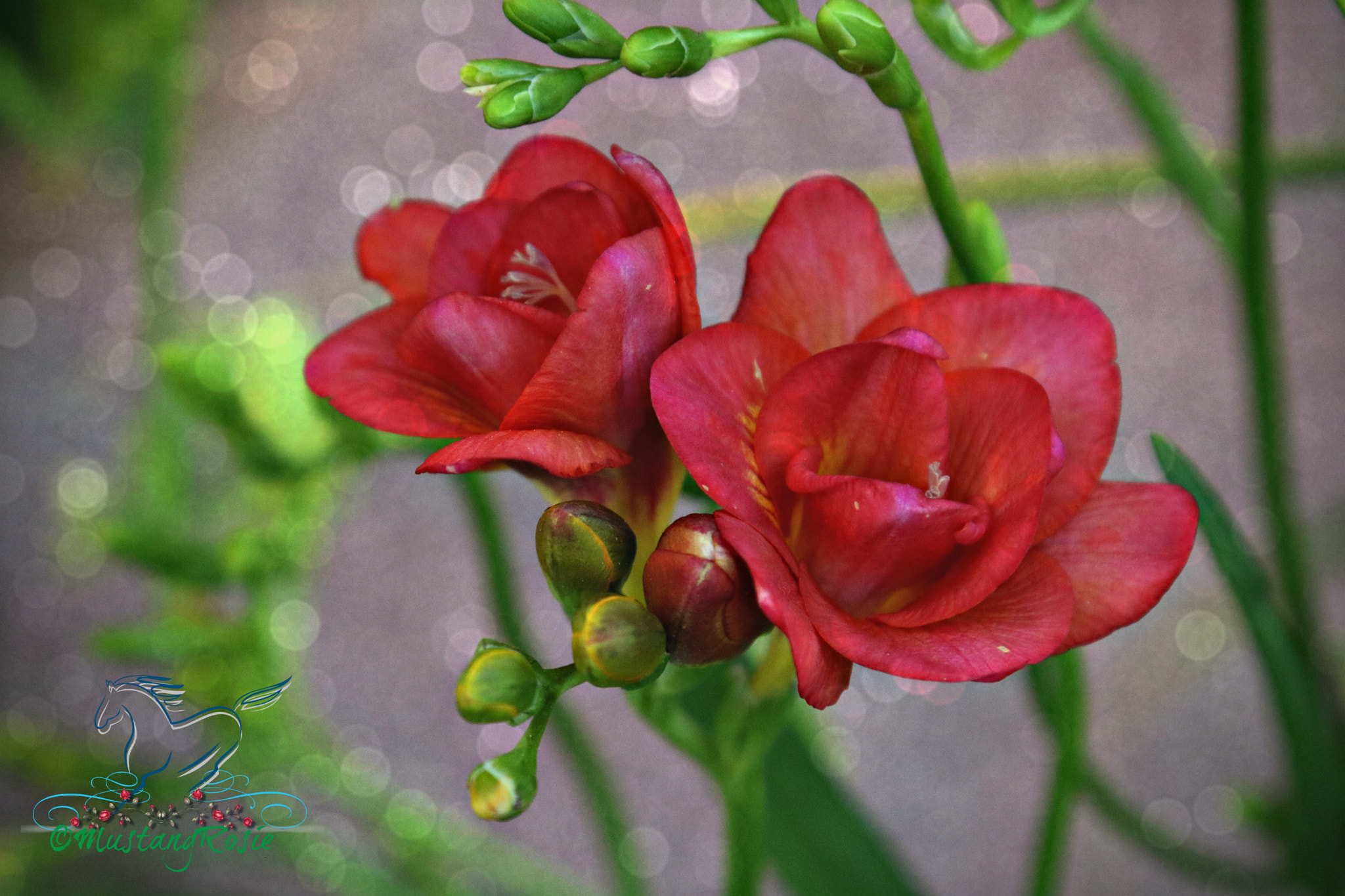 Canon EOS 750D (EOS Rebel T6i / EOS Kiss X8i) sample photo. Red photography