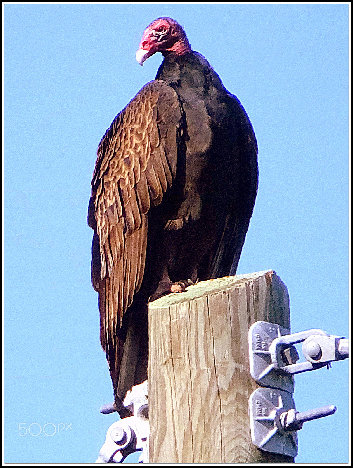 Fujifilm FinePix F850EXR sample photo. Turkey vulture. cathartes aura photography