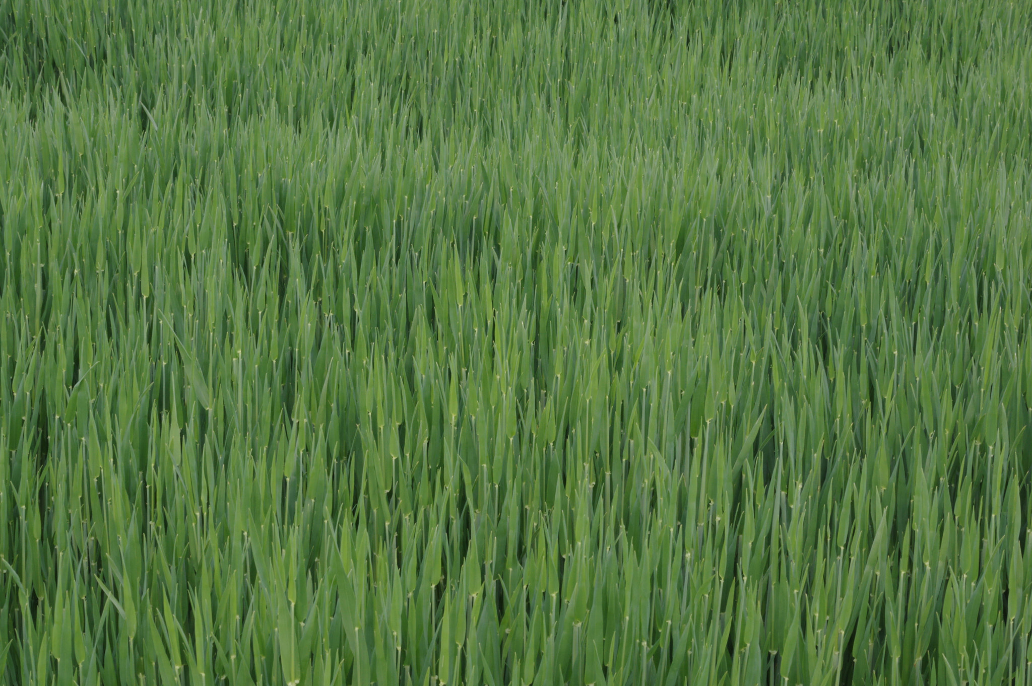 Pentax K-3 + HD Pentax DA 70mm F2.4 AL Limited sample photo. Landscape 2 photography