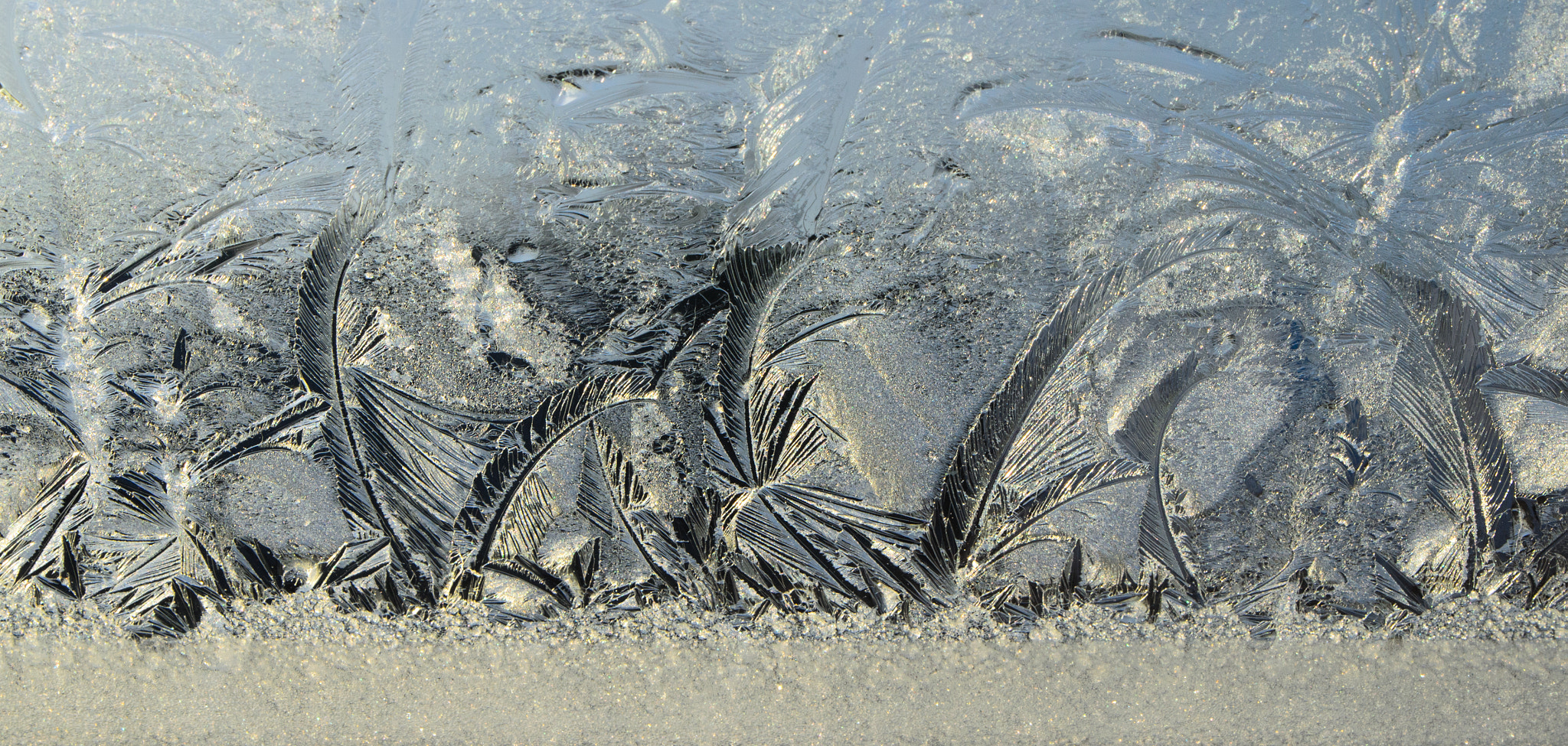 Tamron SP 24-70mm F2.8 Di VC USD sample photo. Frozen feathers photography
