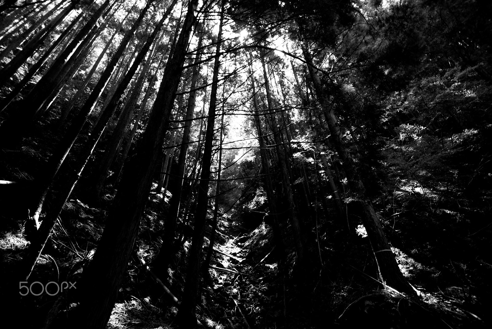 Nikon D40X sample photo. Forest photography