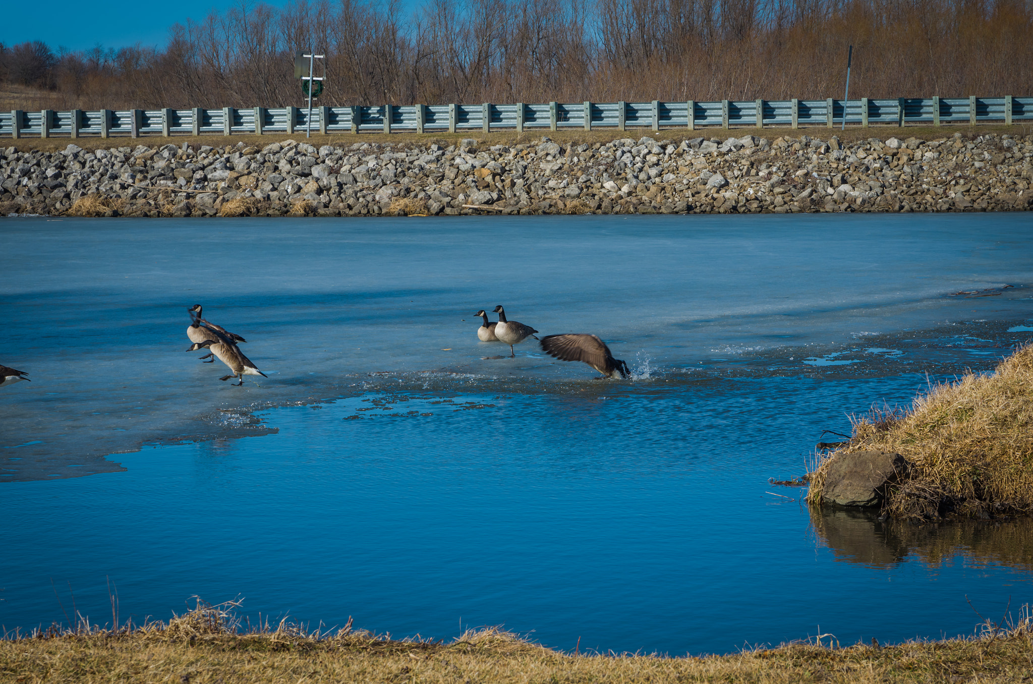 Sigma 17-70mm F2.8-4 DC Macro HSM Contemporary sample photo. Rock creek geese 1 photography