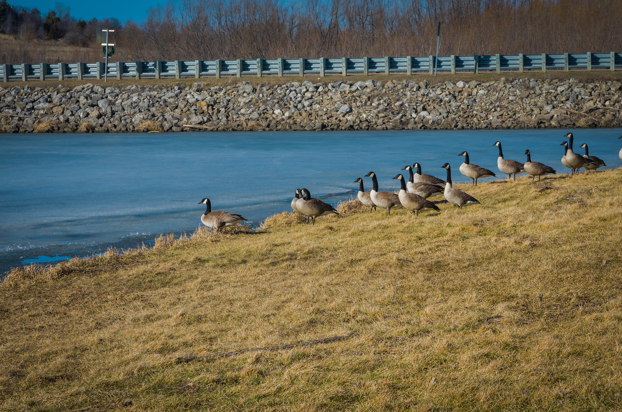 Pentax K-5 IIs + Sigma 17-70mm F2.8-4 DC Macro HSM Contemporary sample photo. Geese at rock creek 2 photography