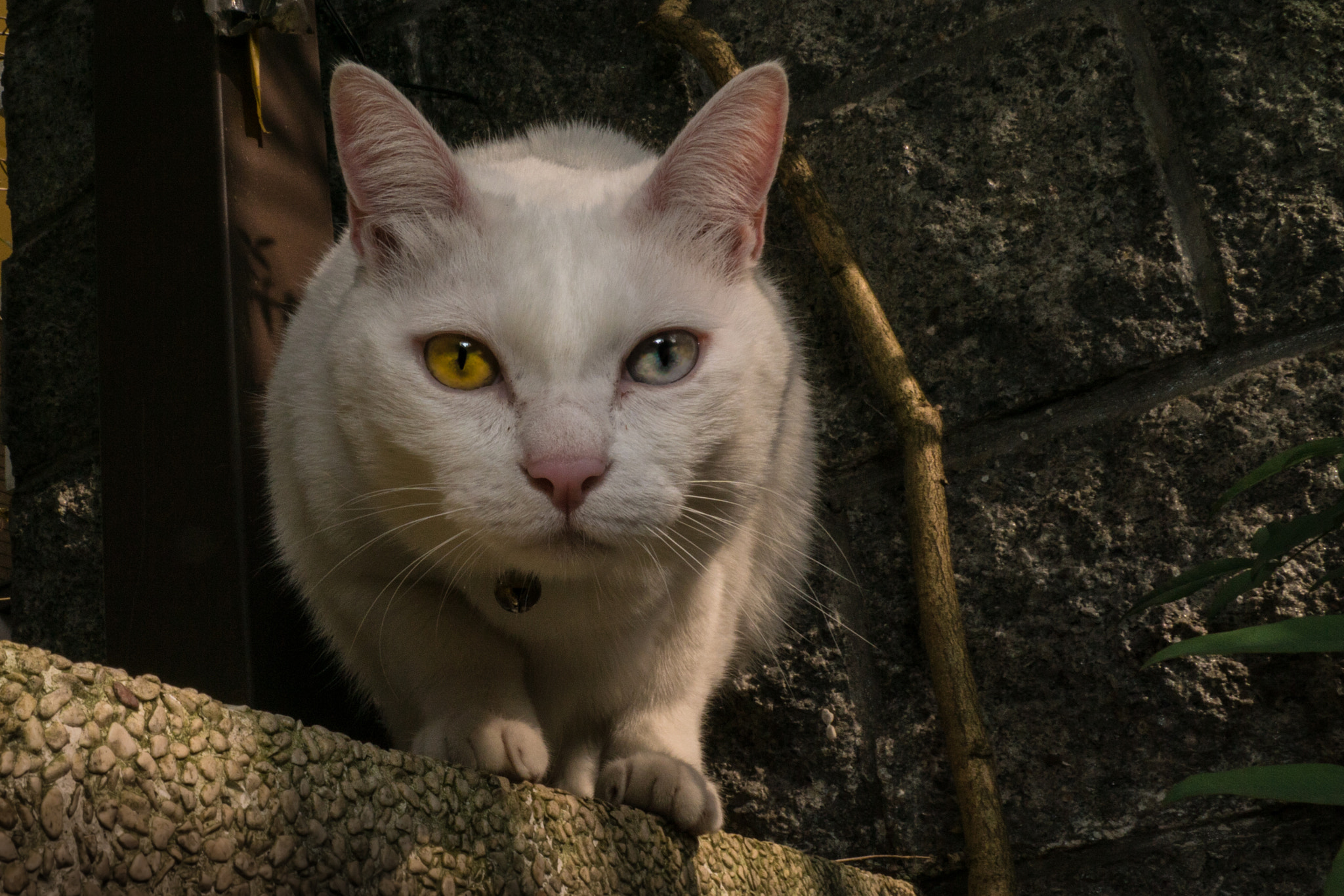 Sony DT 16-105mm F3.5-5.6 sample photo. Yin yang eyes photography