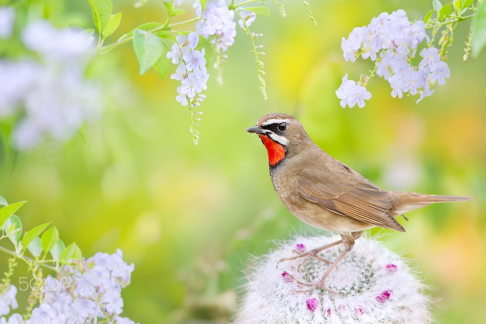 Minolta AF 300mm F2.8 APO sample photo. ～ ruby-throat ～ photography