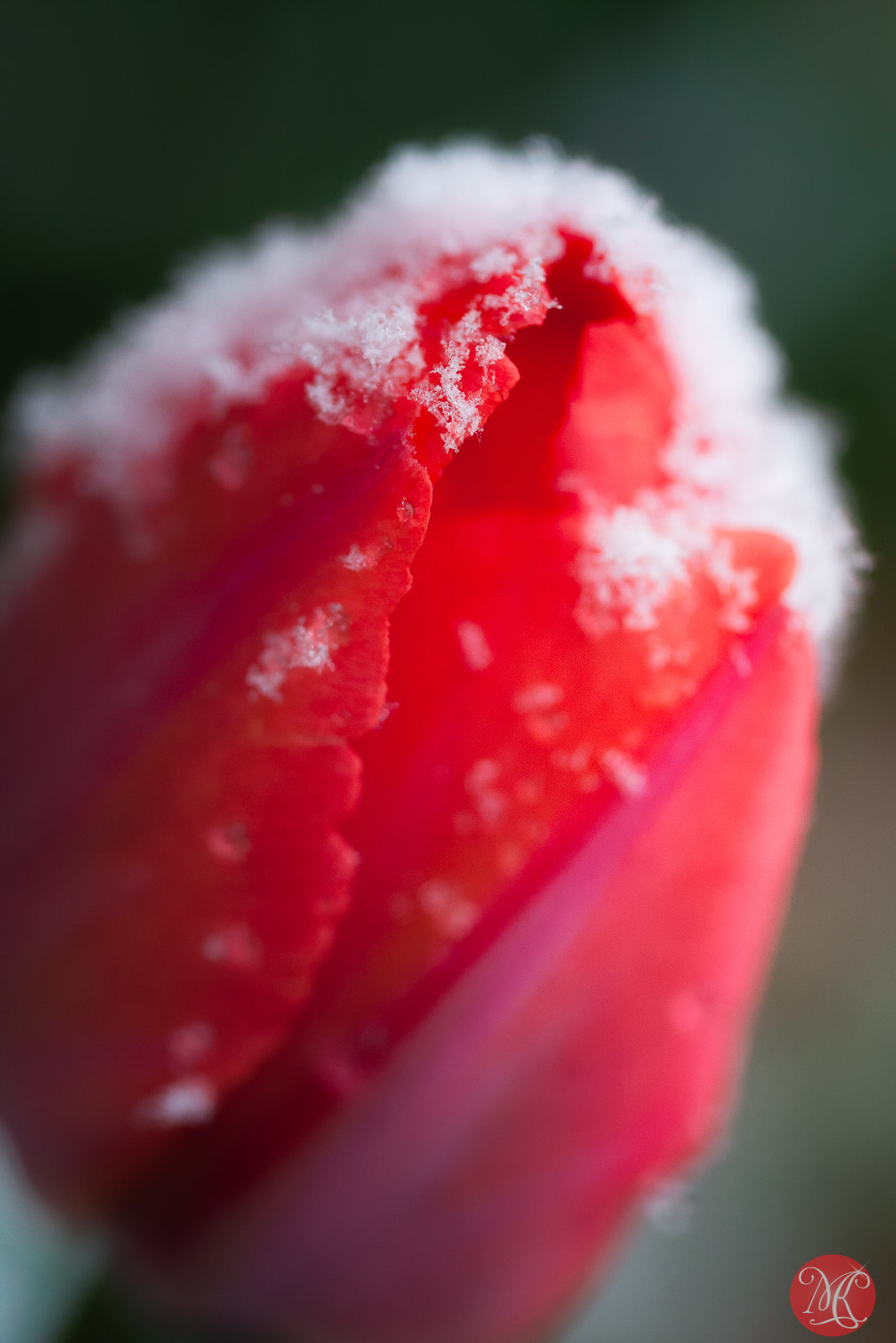 Canon EOS 40D + Canon EF 100mm F2.8L Macro IS USM sample photo. Spring snow 1 photography