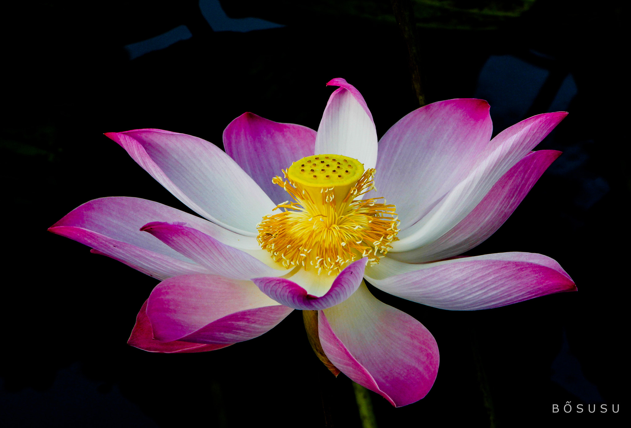 Canon EOS 700D (EOS Rebel T5i / EOS Kiss X7i) sample photo. Lotus photography